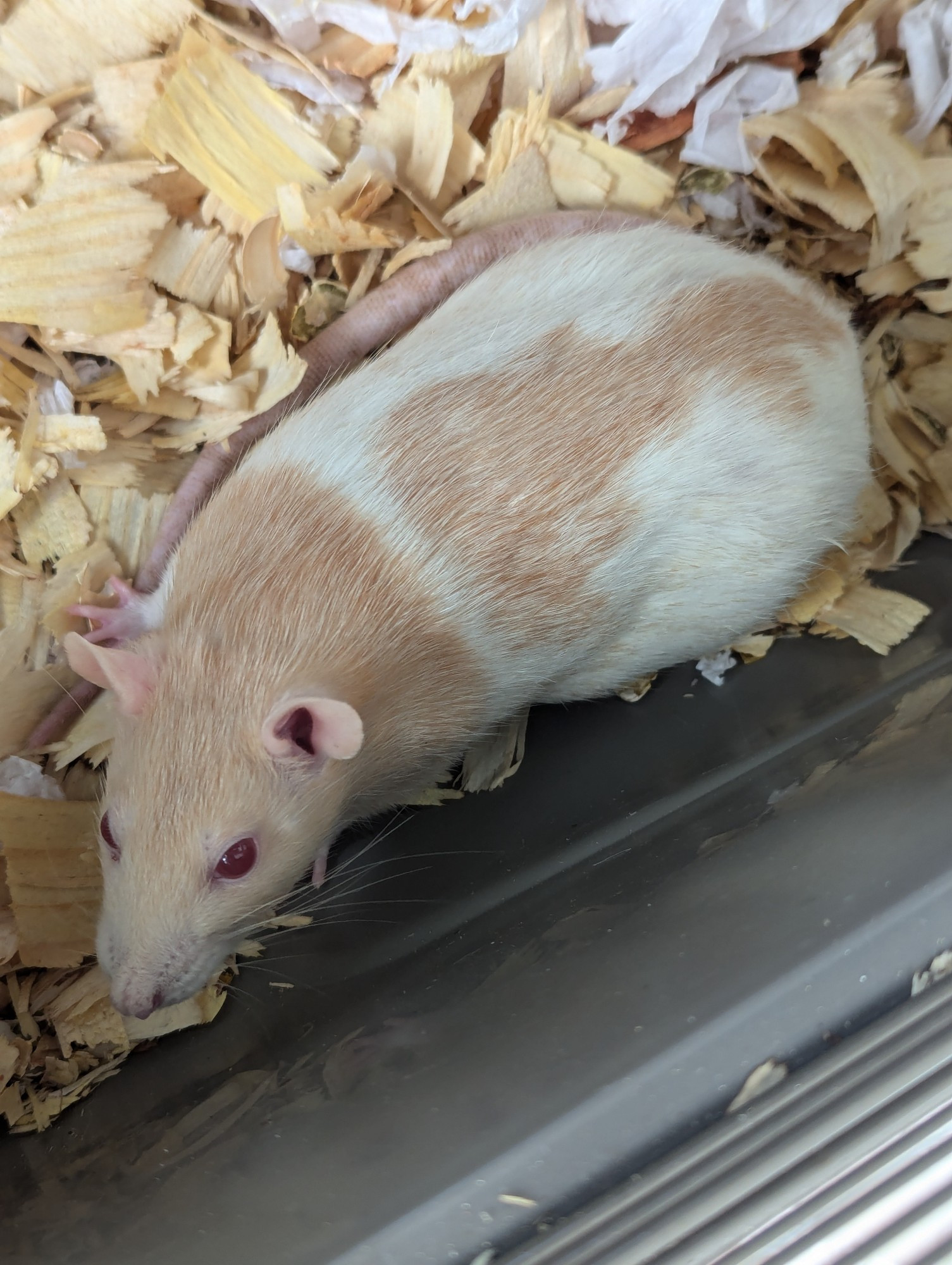 A light orange and white rat with pink eyes lays on a bed of pine shavings, looking relaxed, like a potato.