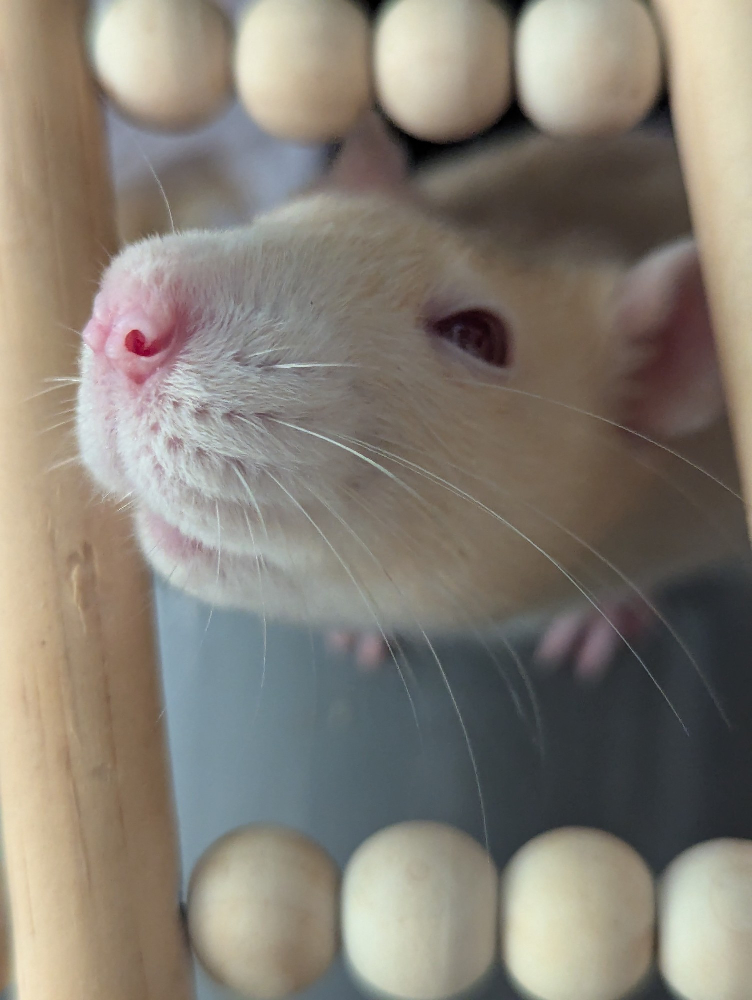 A pale orange and white rat reaches towards the camera, pink nose and whiskers in focus, she radiates a serene energy.