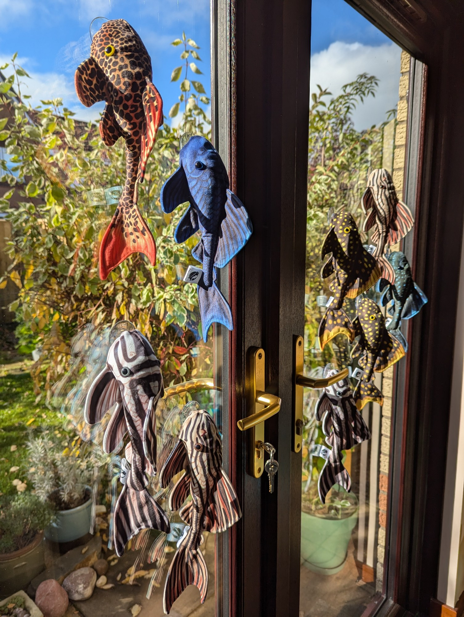 A window covered in nine suction-cup mouthed plush pleco catfish. There are various colours and species, including blue phantom and zebra.