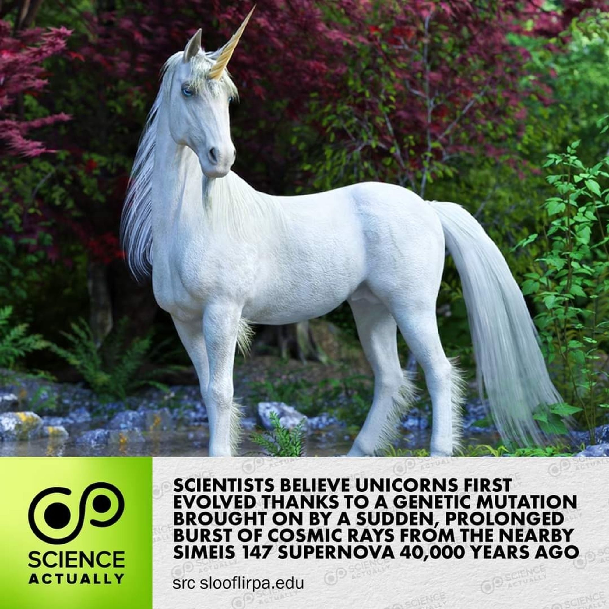 Unicorns are real - according to science!

#science #sciencefacts #unicorns #evolution #geneticmutation #cosmicrays #simeis147 #lightrefraction #rainbows #AprilFools