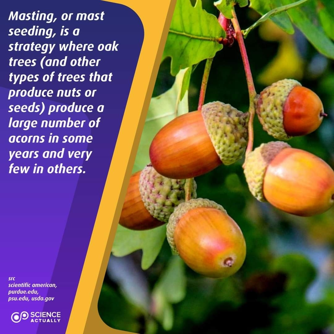 Masting, or mast seeding, is a strategy where oak trees (and other types of trees that produce nuts or seeds) produce a large number of acorns in some years and very few in others.

#science #sciencefacts #acorns #masting #mastseeding