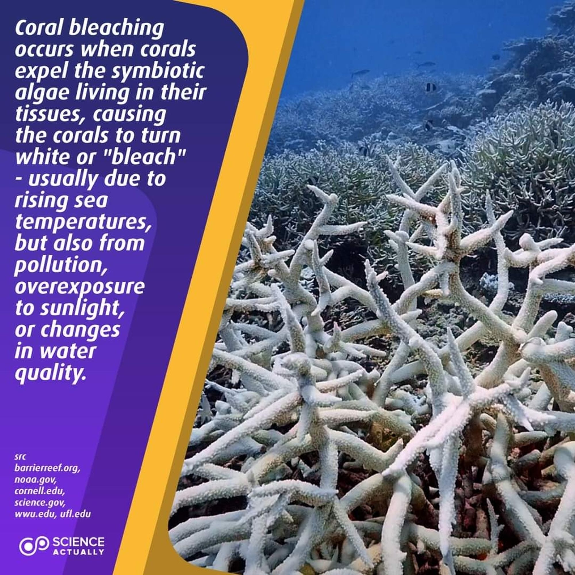 Coral bleaching occurs when corals expel the symbiotic algae living in their tissues, causing the corals to turn white or "bleach" - usually due to rising sea temperatures, but also from pollution, overexposure to sunlight, or changes in water quality.

#science #sciencefacts #coralbleaching #coralbleachingawareness