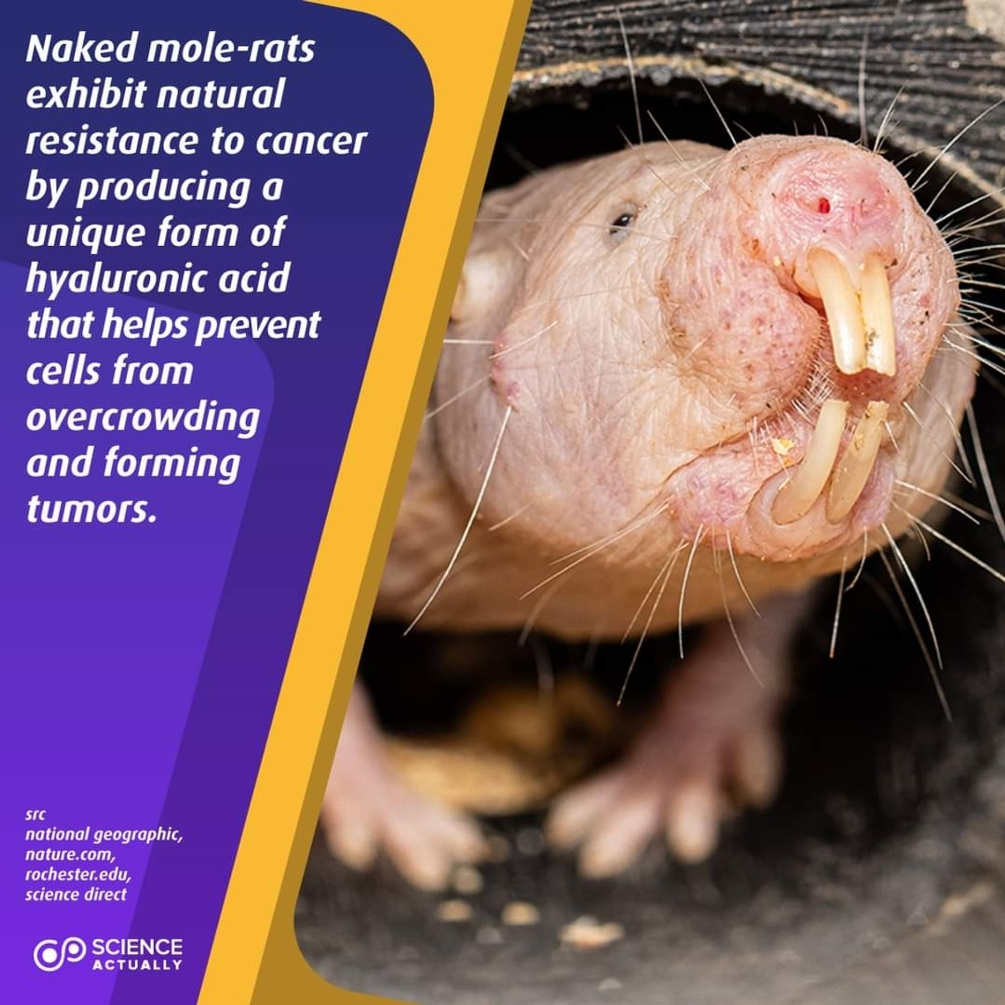 Naked mole-rats exhibit natural resistance to cancer by producing a unique form of hyaluronic acid that helps prevent cells from overcrowding and forming tumors.

#science #sciencefacts #nakedmolerat #hyaluronicacid