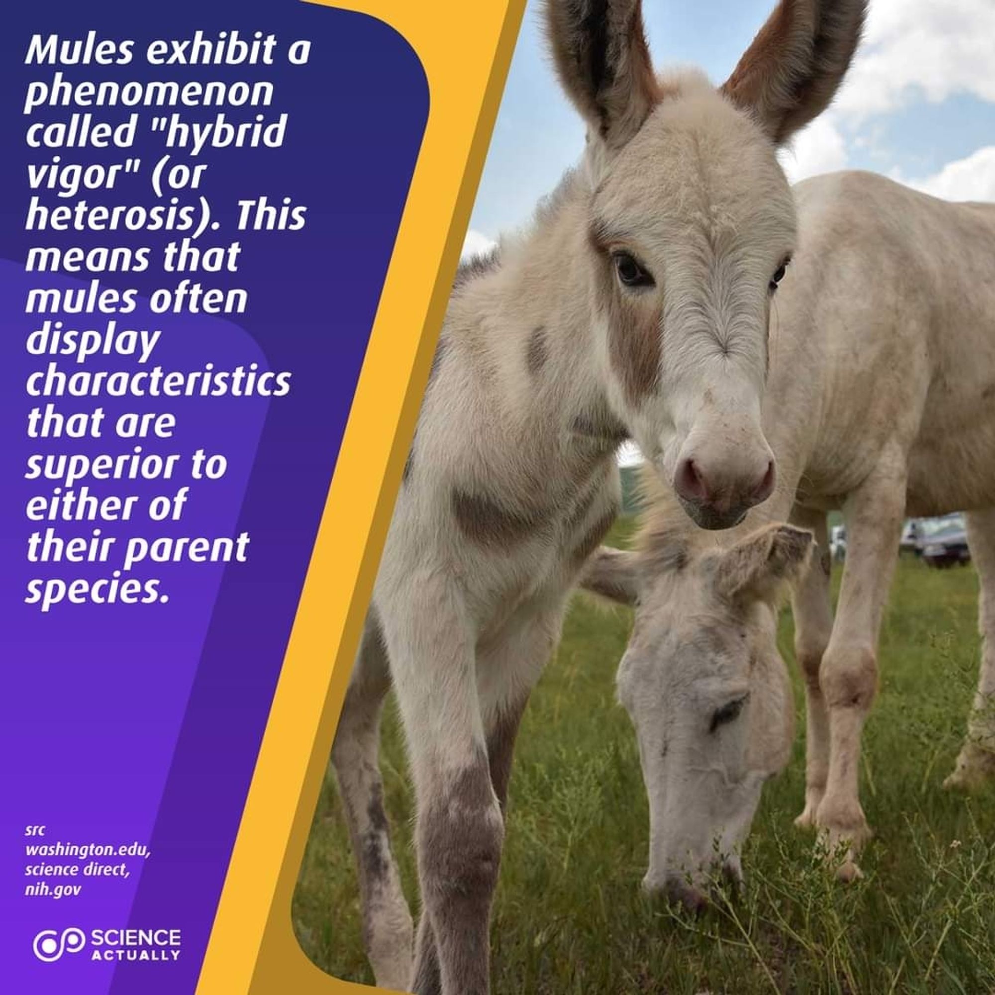 Mules exhibit a phenomenon called "hybrid vigor" (or heterosis). This means that mules often display characteristics that are superior to either of their parent species. For instance, mules tend to be stronger, more resistant to disease, and have greater stamina compared to both horses and donkeys.

#science #sciencefacts #mules #hybridvigor #hybridvigour #heterosis