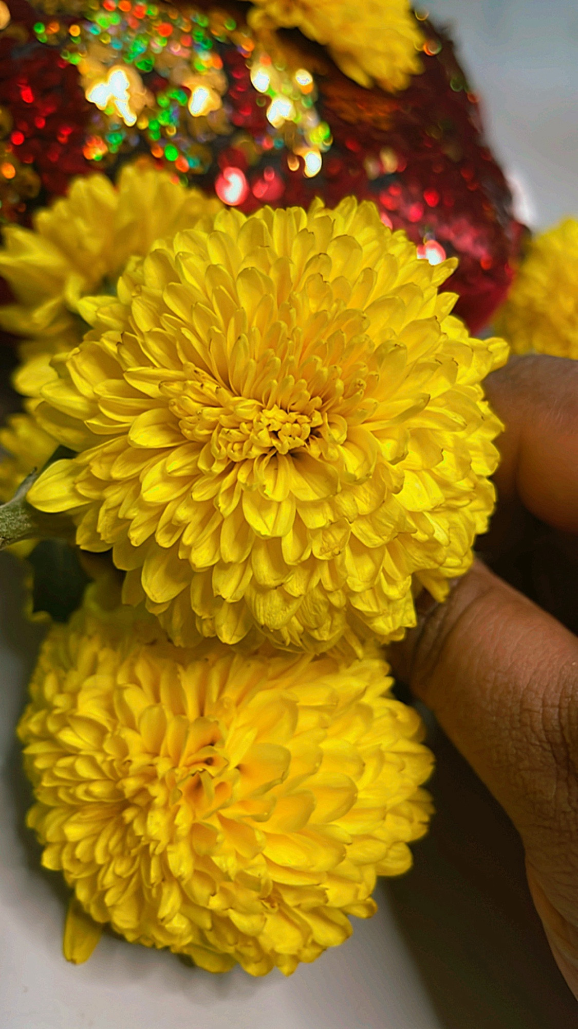 Couple of Yellow Chrysanthemums 👍