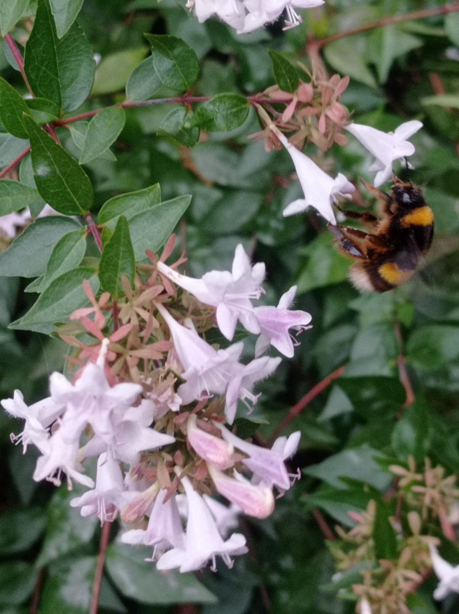 Abejorro en unas flores