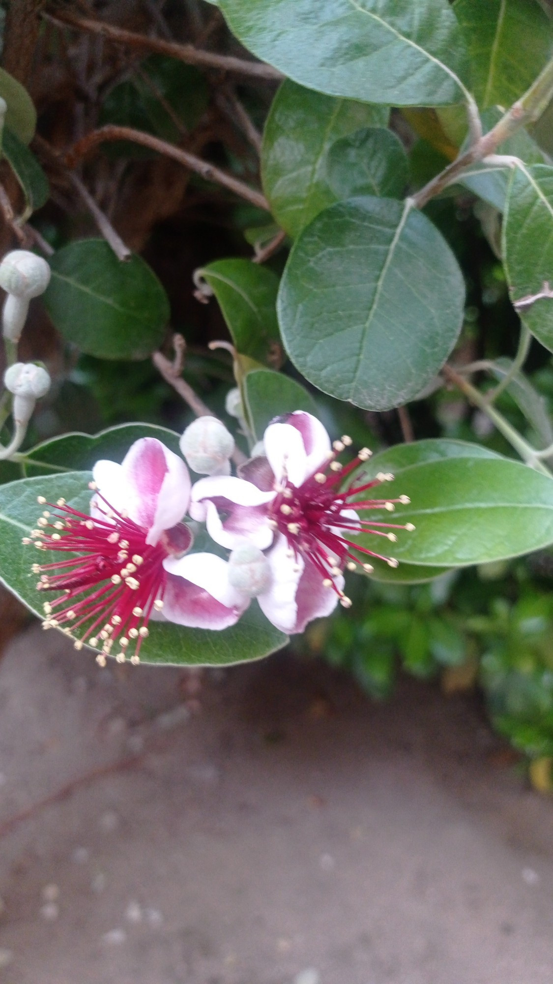 Flor monísima blanca y rosa con estambres rojos y punta amarilla