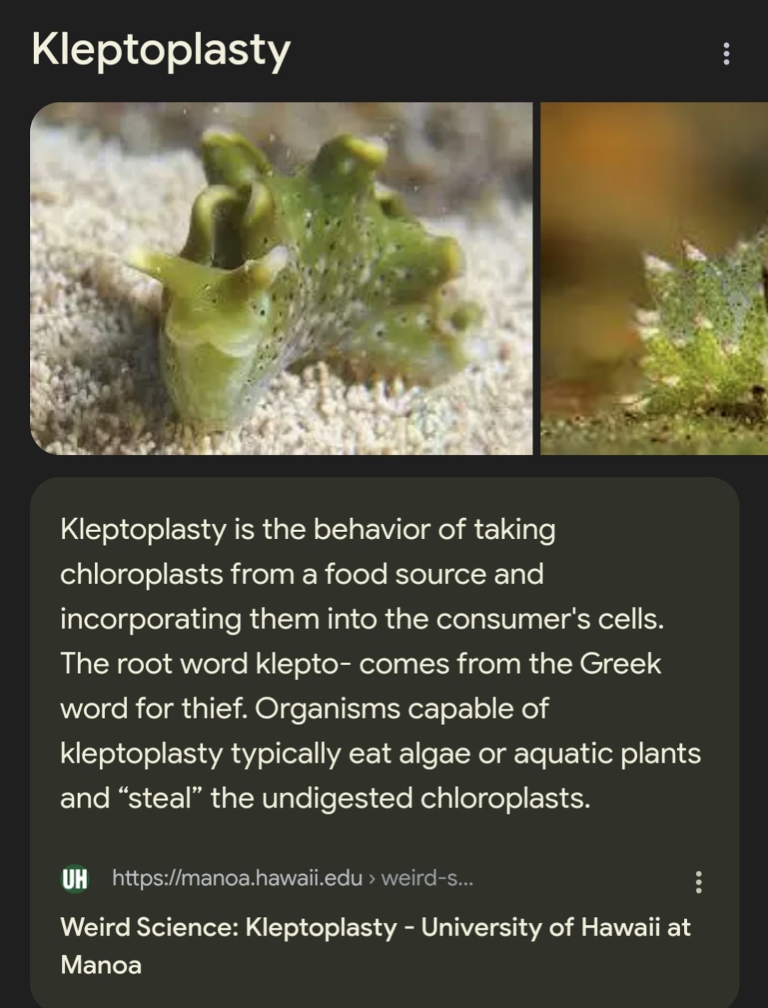 Kleptoplasty is the behavior of taking chloroplasts from a food source and incorporating them into the consumer's cells. The root word klepto- comes from the Greek word for thief. Organisms capable of kleptoplasty typically eat algae or aquatic plants and “steal” the undigested chloroplasts.