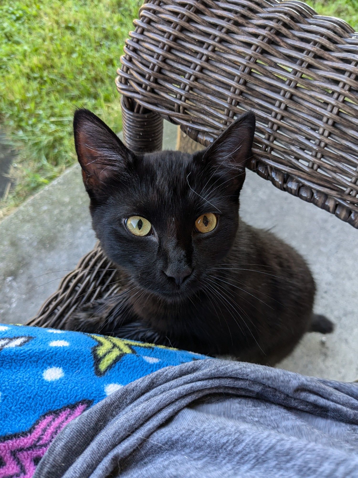 A 6-8 month old all black kitten with golden eyes climbing up into my chair where I am smoking on the back patio