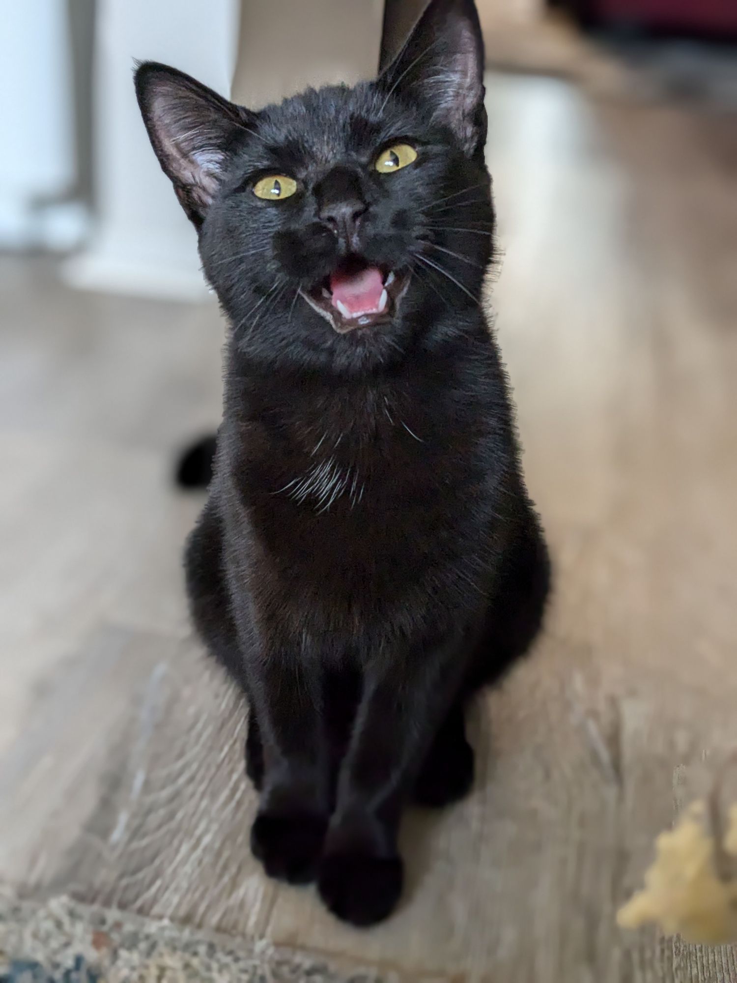 My new little black kitten who just showed up, smiling widely showing her little teeth and also she has big tall ears.