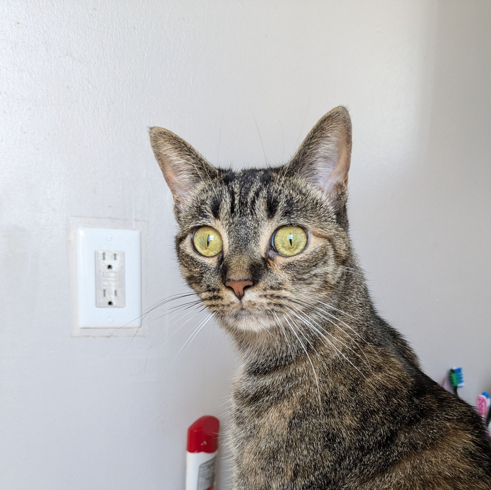 My baby tiger cat, Missus Baby, on the bathroom counter making a very alarmed expression with huge wide yellow eyes and hardly any Black pupil visible at all