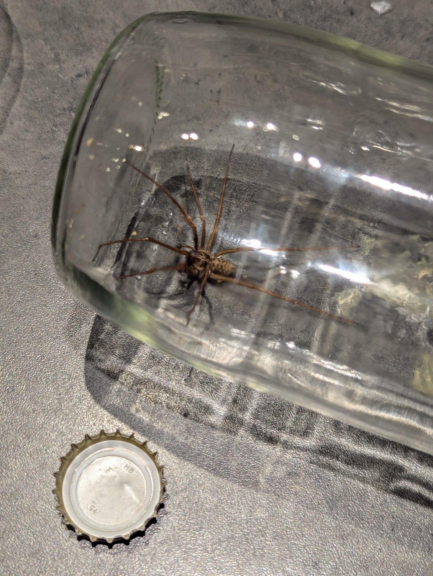 Araignée capturée dans un bocal. Capsule de bière pour comparer la taille.