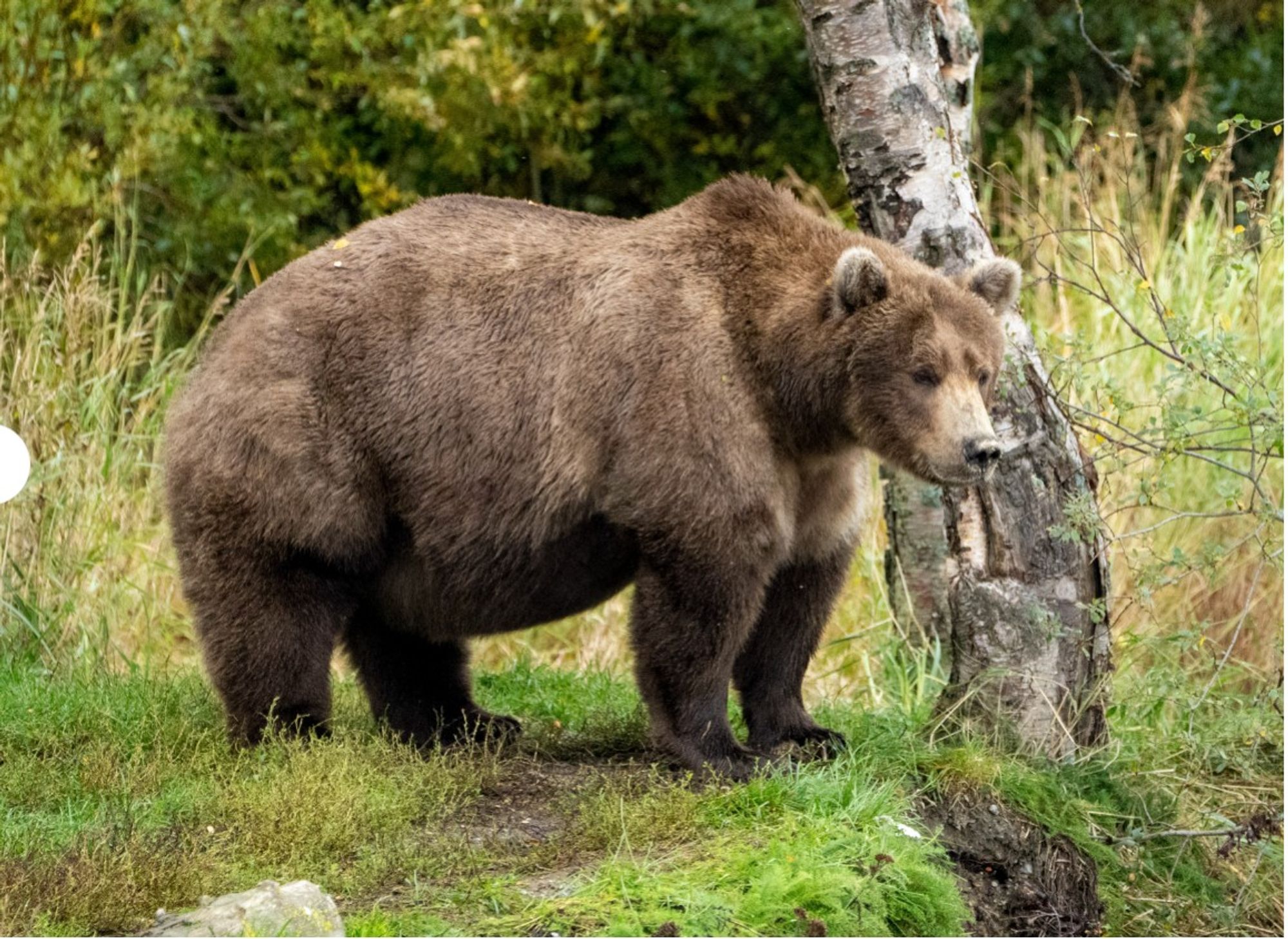 Bear 909 in fall at Katmai National Park.