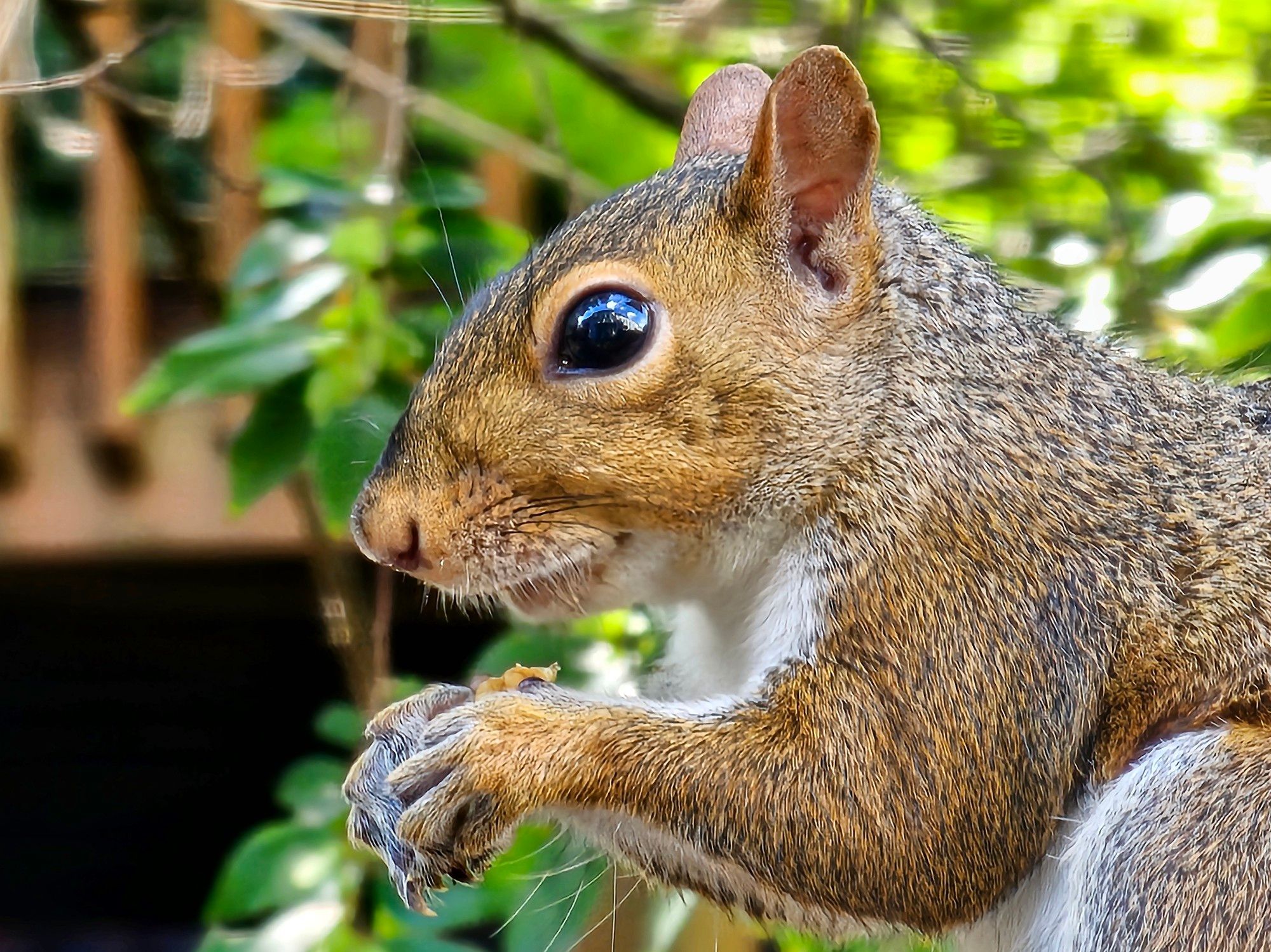 A local squirrel enjoys a tasty
'lunchtime' walnut treat today.
[Raleigh, NC • September 10th, 2024 • 12:00PM]