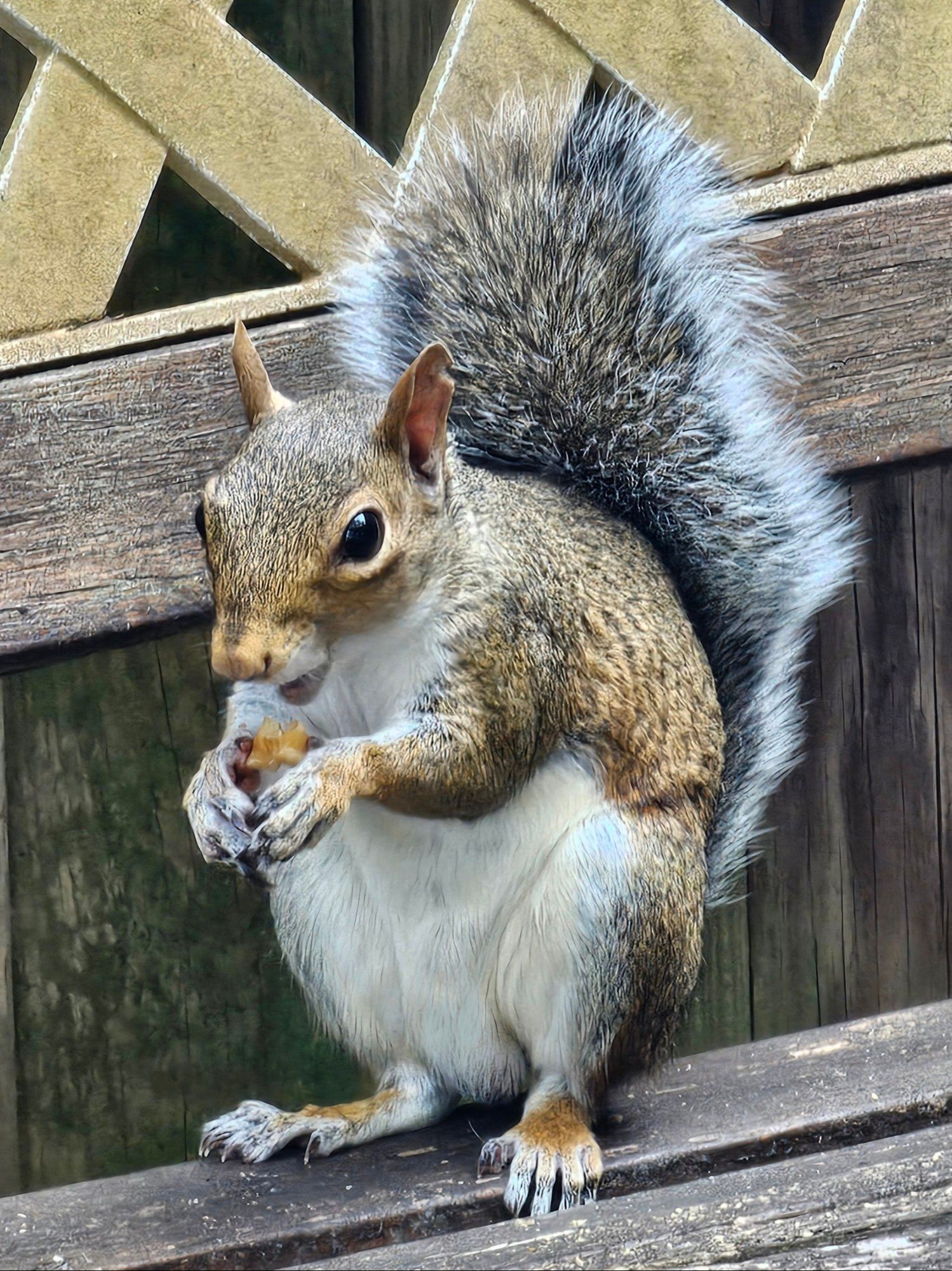 A local squirrel enjoys a walnut snack here this past Monday afternoon.
(Raleigh, NC • September 9th, 2024 • 2:13PM)