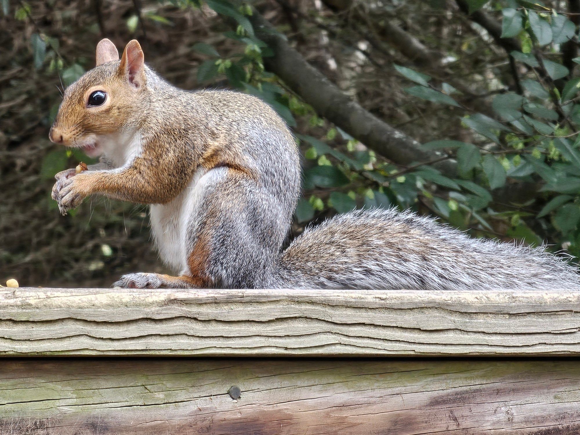 A local squirrel enjoys a tasty walnut 'brunch' snack here this morning.
[ Raleigh, NC • October 4th, 2024 • 10:46 AM ]