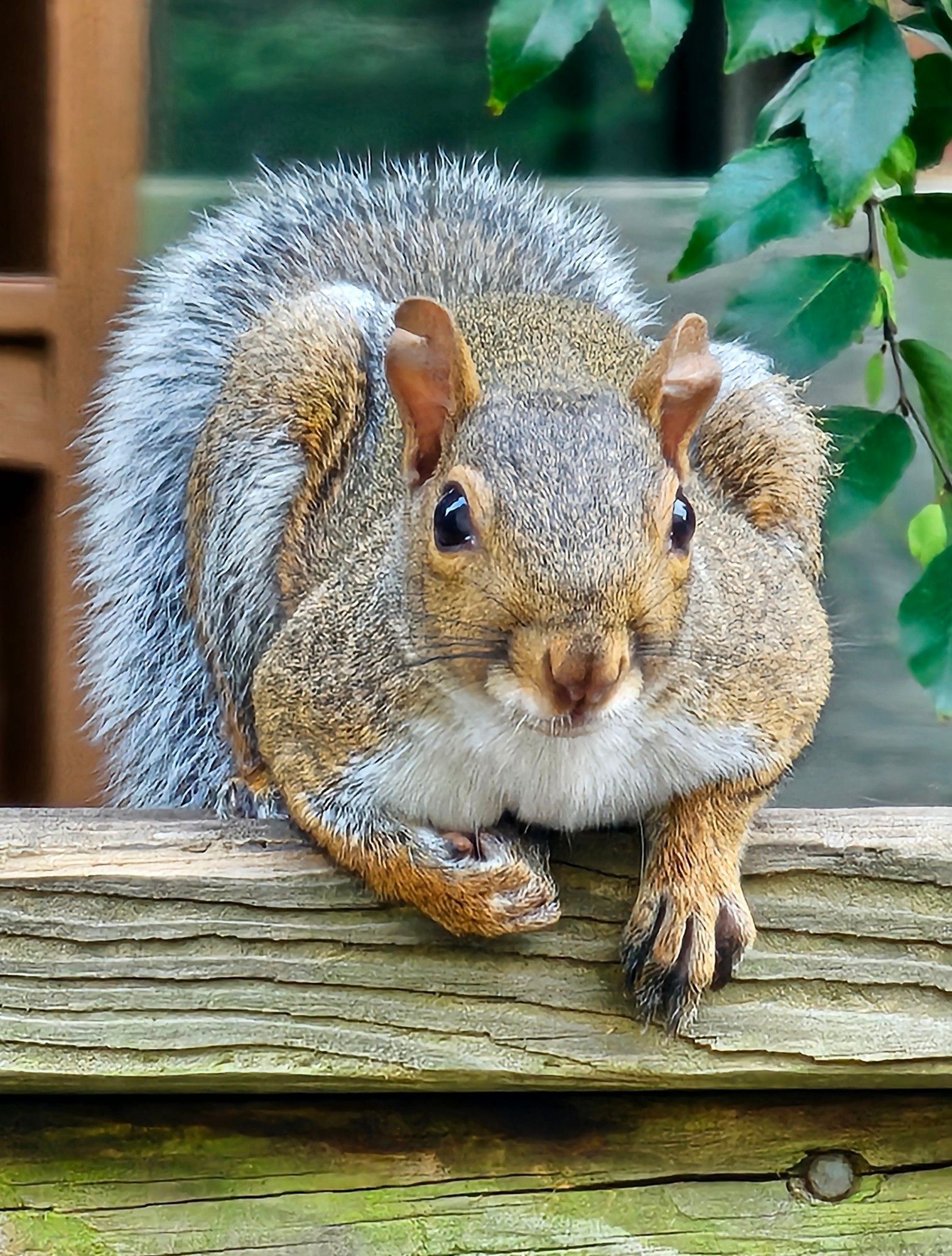 A local squirrel waits 'patiently' in anticipation of an imminent tasty walnut snack here this afternoon.
[Raleigh, NC • September 23rd, 2024 - 4:23PM]