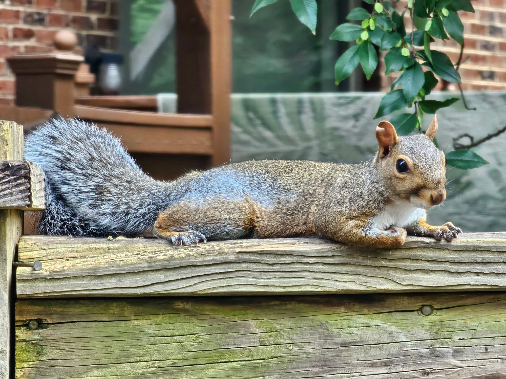 A local squirrel enjoying a relaxing 'sploot' on a very pleasant afternoon here earlier this week.
[Raleigh, NC • September 23rd, 2024 • 4:22PM]