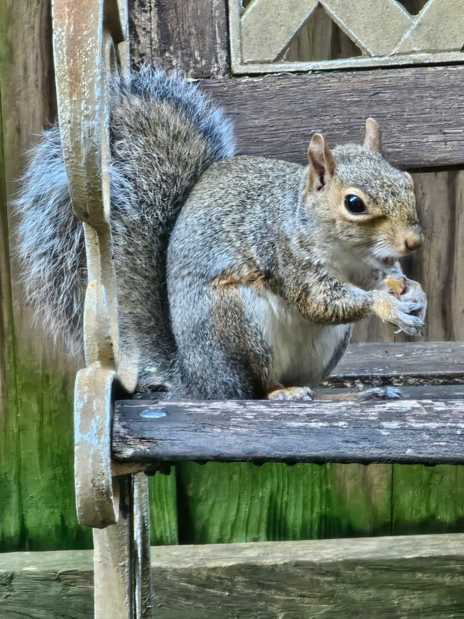 A local squirrel enjoying a tasty walnut 'brunch'  snack here this past Saturday morning.
 [Raleigh, NC • October 5th, 2024 • 9:39 AM]