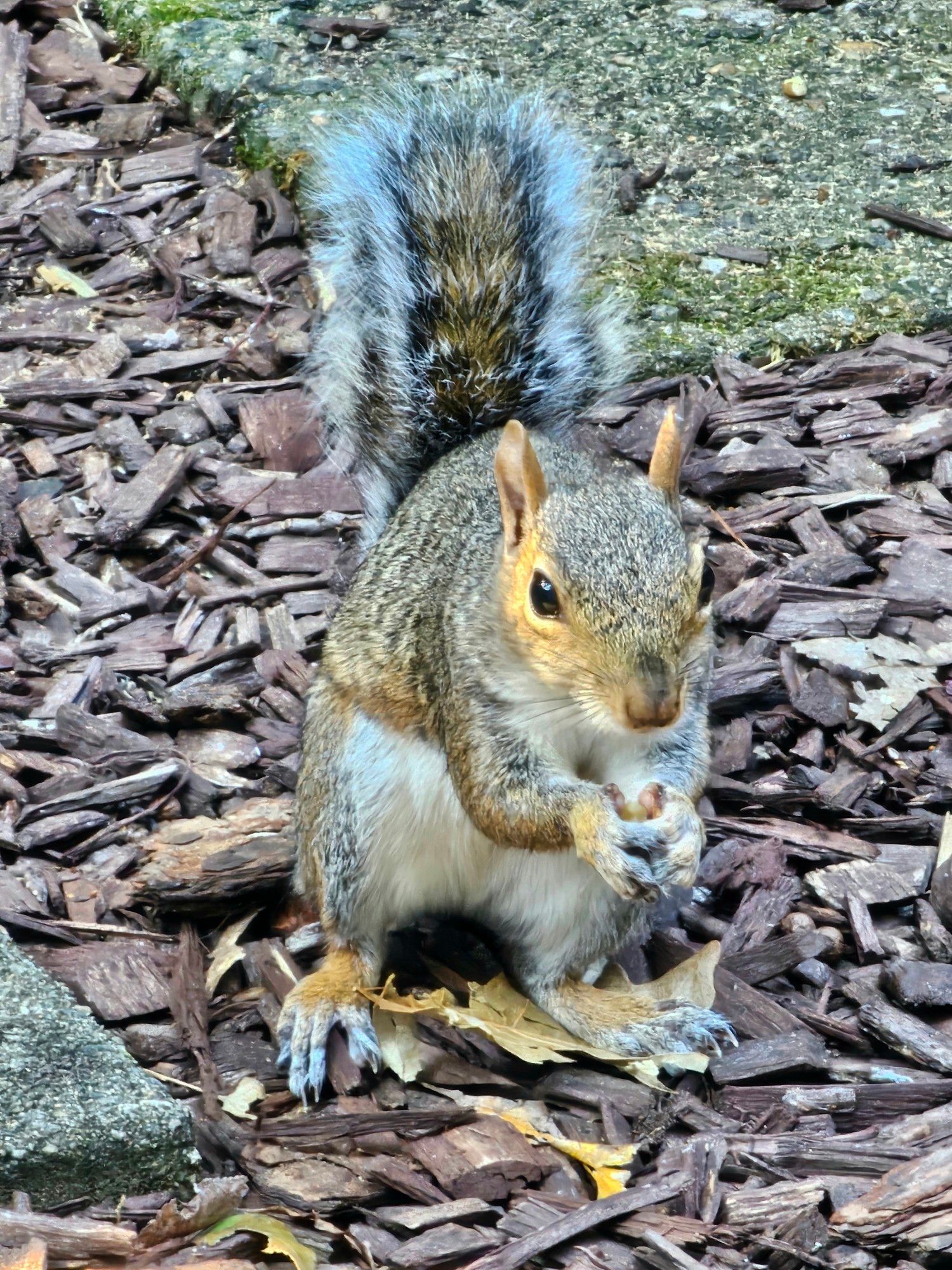 A local squirrel enjoys a tasty walnut treat here yesterday morning.
[Raleigh, NC • September 10th, 2024 • 10:19AM]