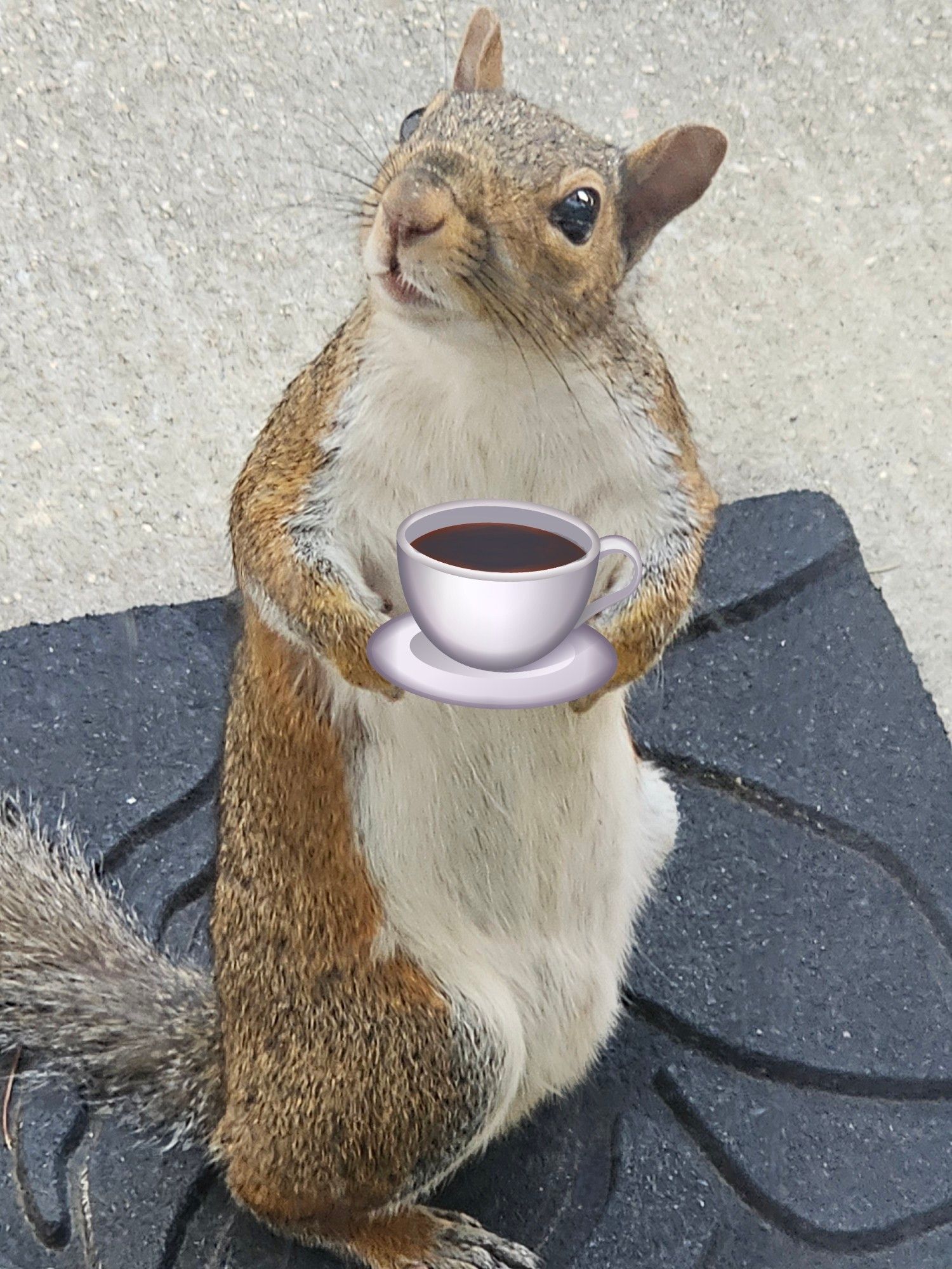 A very local squirrel - with coffee - wishing you a really great day.
☕️ 🙂