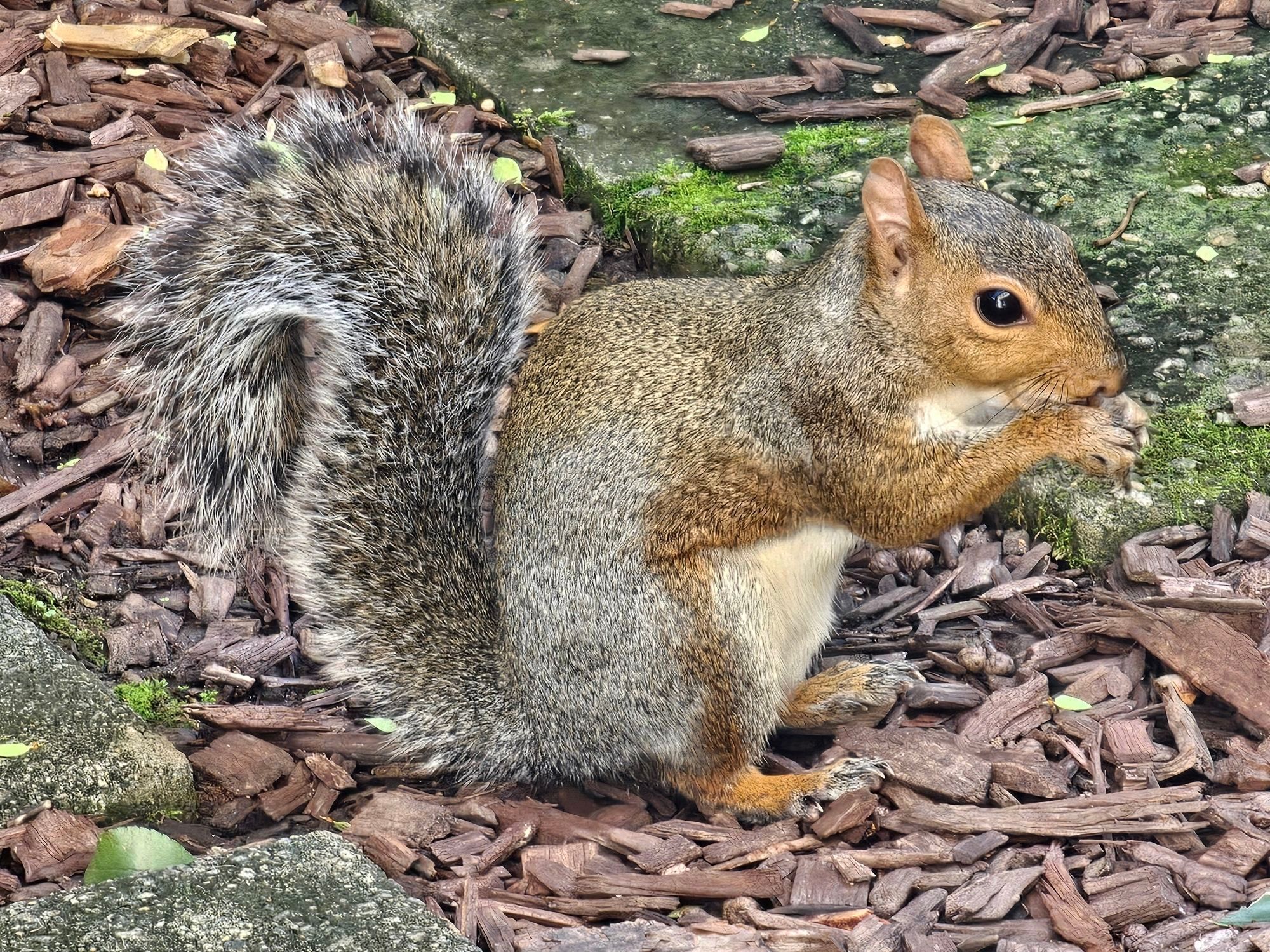 A local squirrel enjoying a tasty walnut treat here yesterday afternoon.
[Raleigh, NC • September 29th, 2024 • 3:40PM]