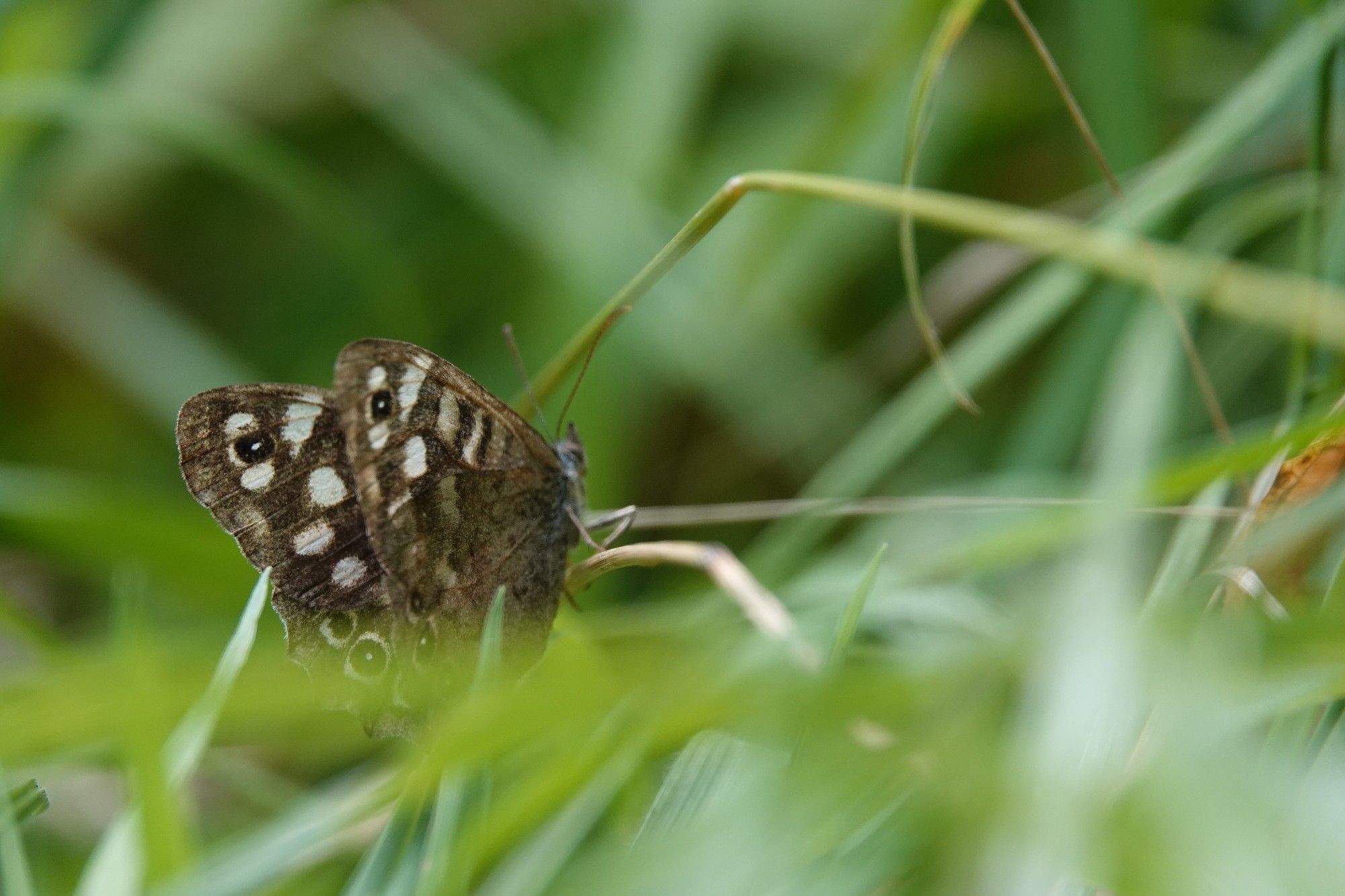 Ein brauner Schmetterling mit weißen Tupfern und schwarzen Augen auf den Flügeln sitzt im Gras. Von schräg hinten fotografiert. Flügel leicht geöffnet.