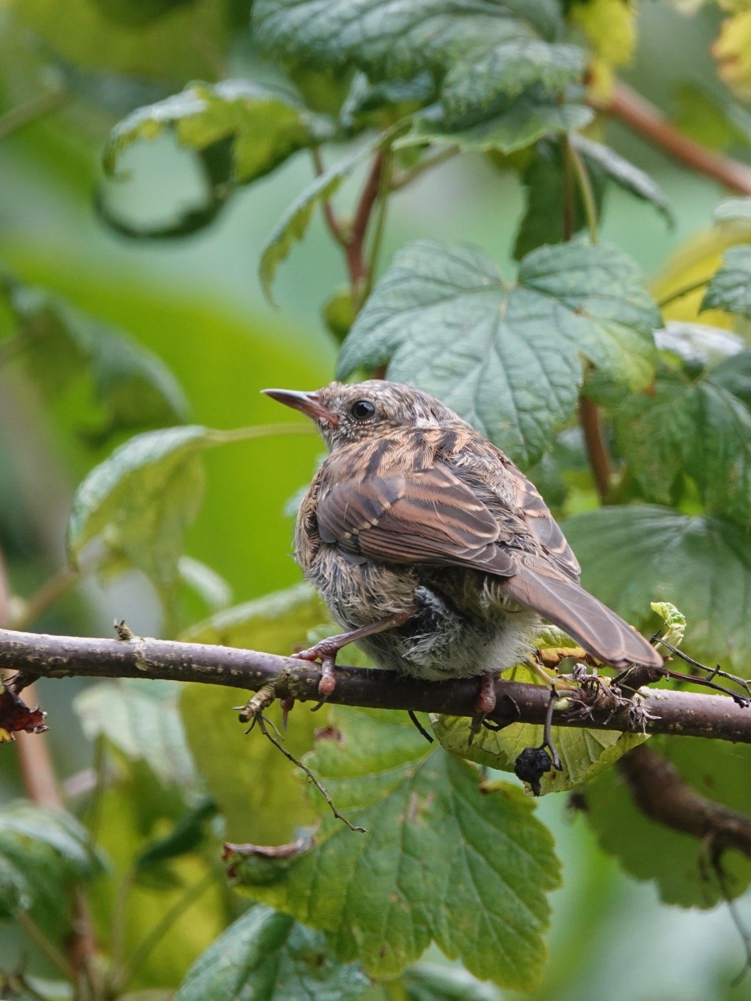 Ein spatzenähnlicher Vogel, aber mit spitzem Schnabel, sitzt auf einem Ast. Er ist bräunlich marmoriert und kugelrund. Hat große schwarze Augen.