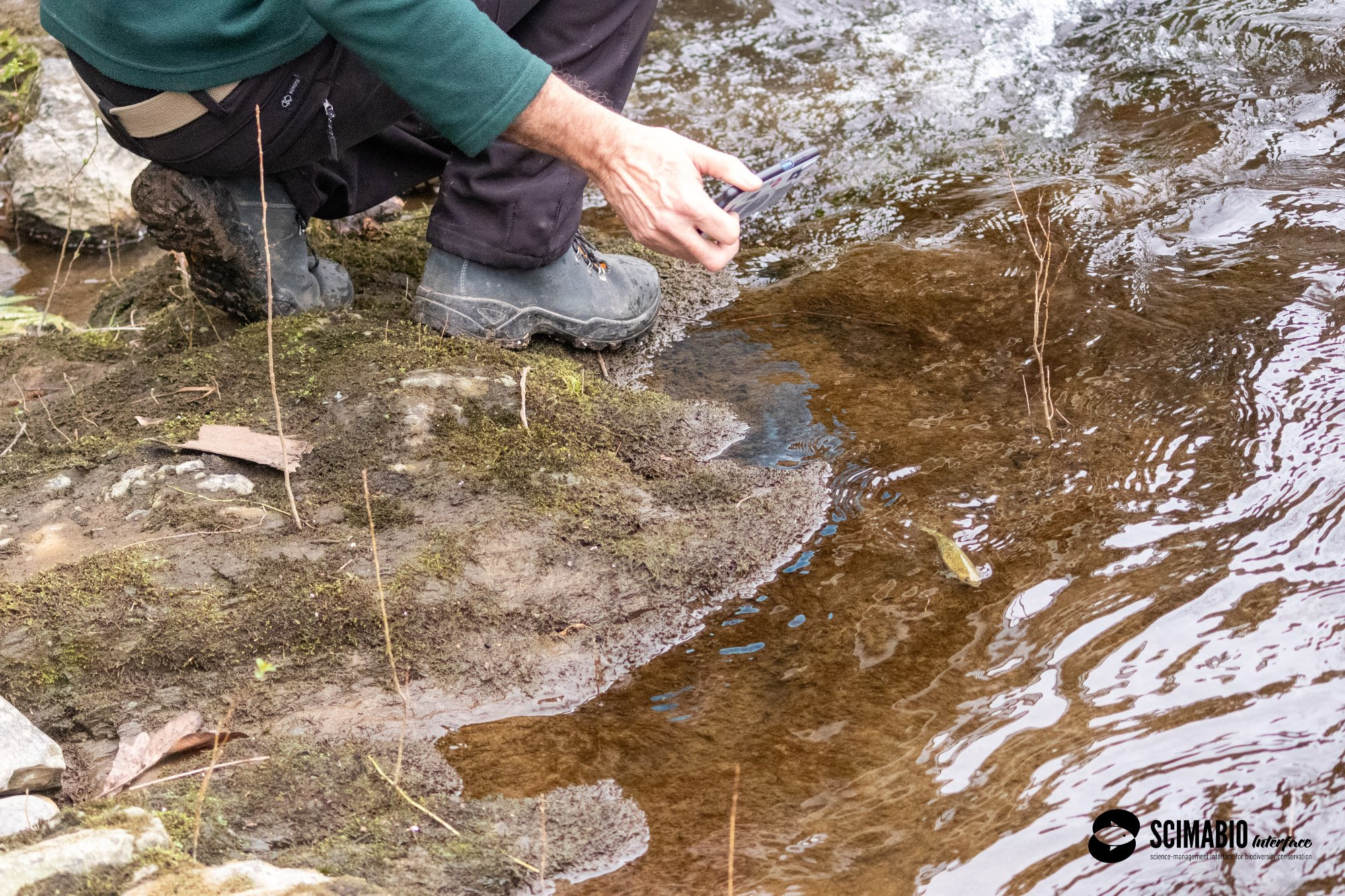 A tagged salmon in the river. ©SCIMABIO-Interface