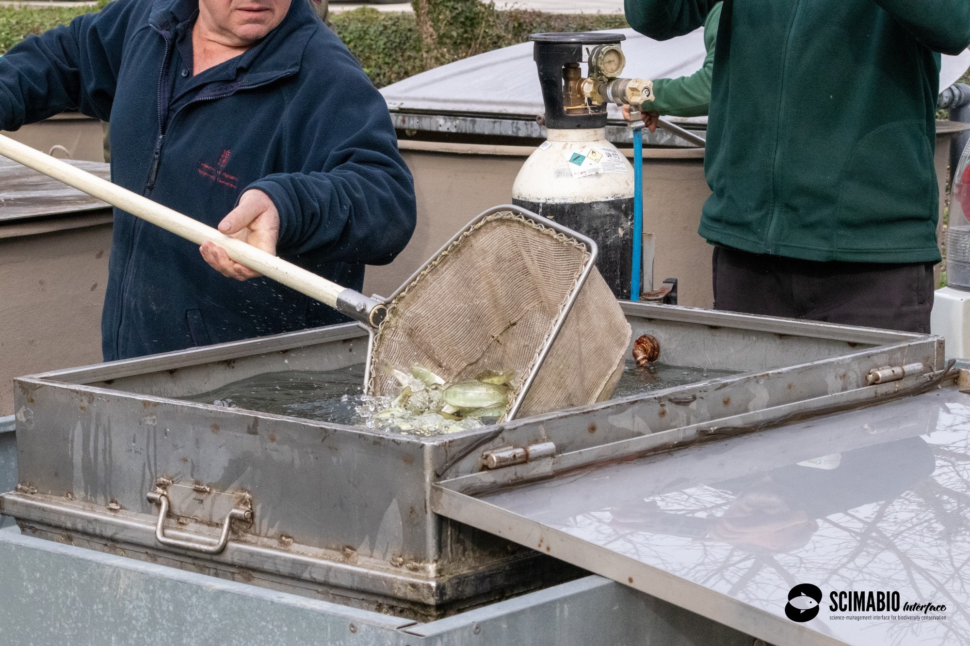 Salmon to be released in the river. ©SCIMABIO-Interface