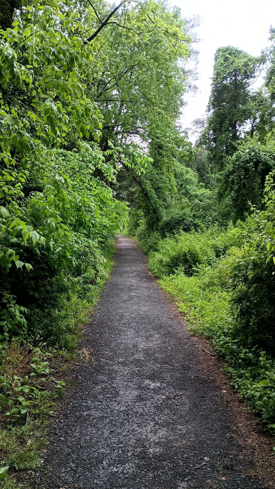 A gravel path flanked by thick green foliage.