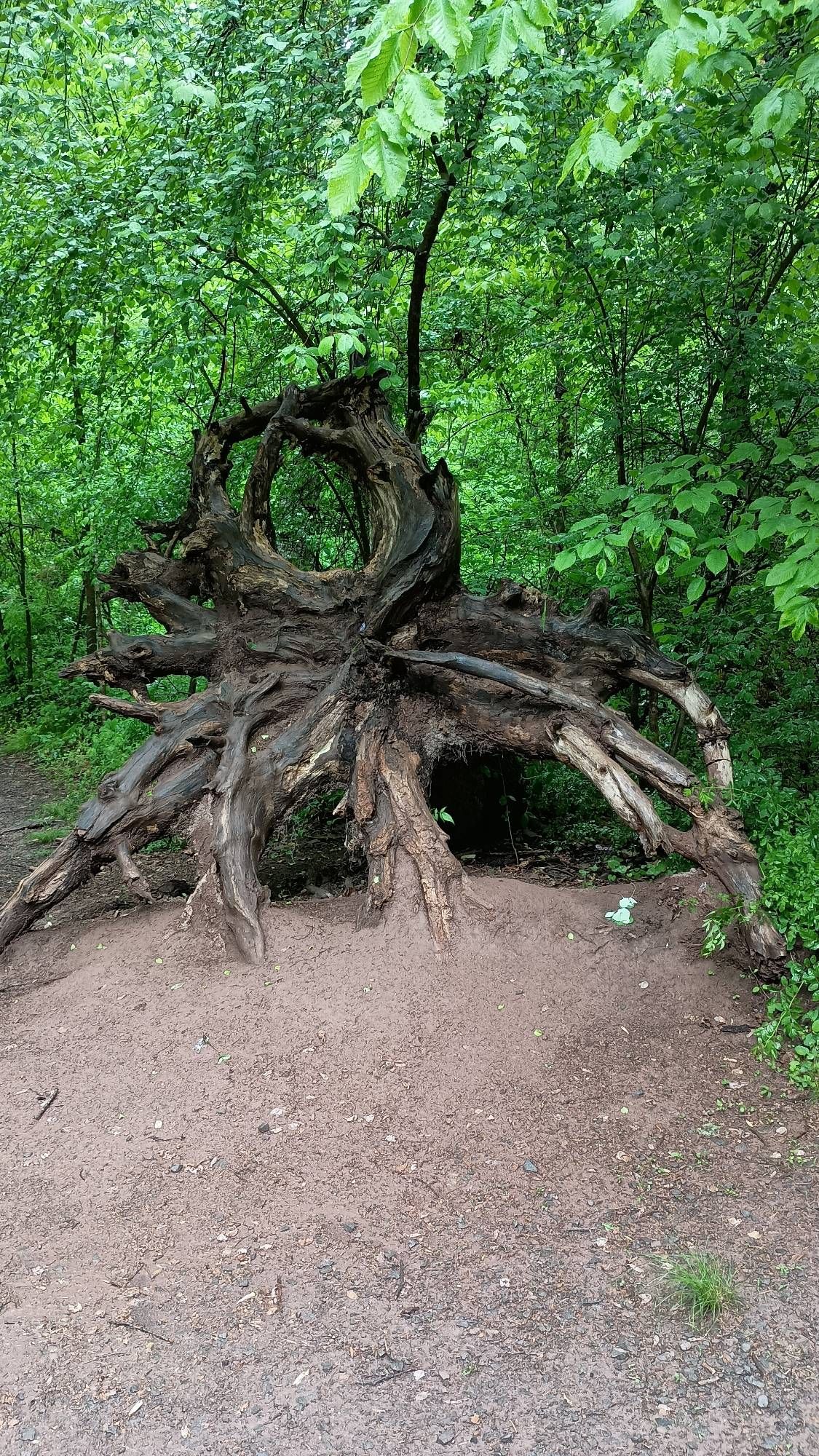 Exposed tree roots.