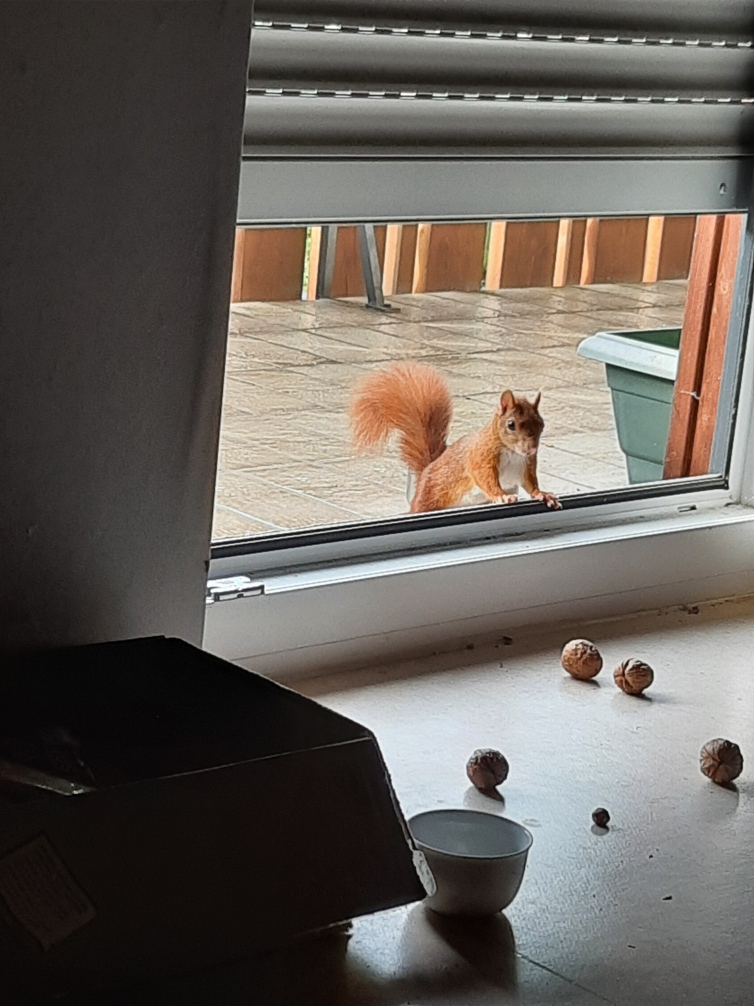 Ein Eichhörnchen schaut durch eine Tür in ein Zimmer hinein. Innen liegen Nüsse auf dem Boden.