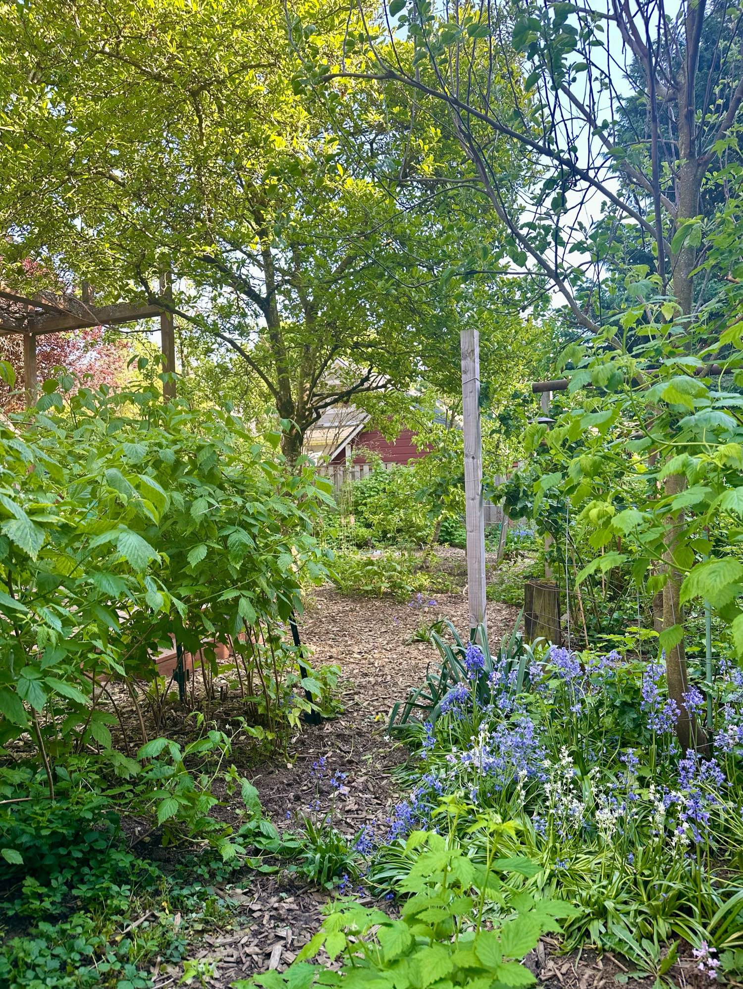 yard with berry bushes