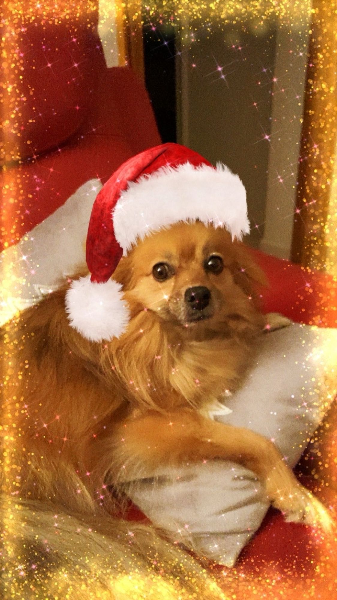 pomeranian mix with santa s hat