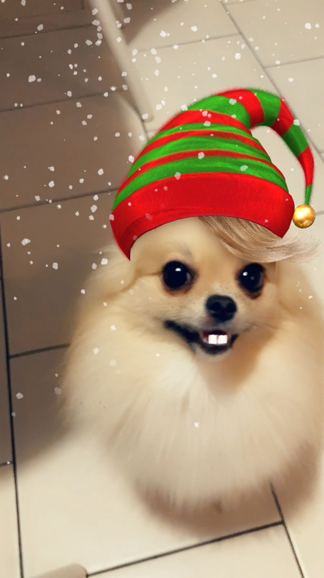 pomeranian with christmas filter