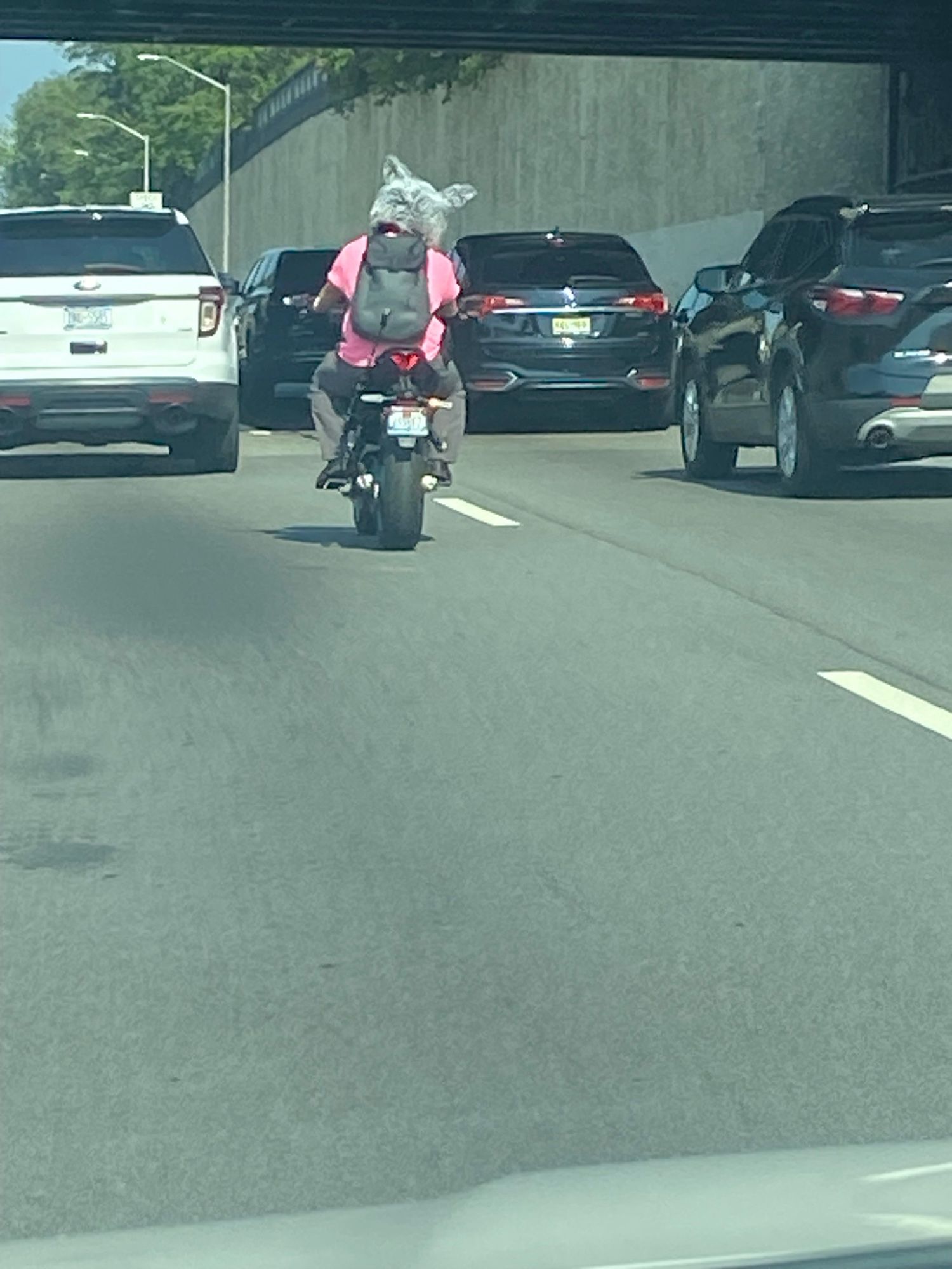 From behind, a man wearing a wolf costume hat riding a motorcycle on the highway. There are cars as well.