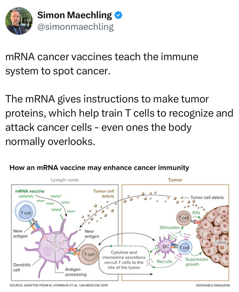 mRNA cancer vaccines teach the immune system to spot cancer.  The mRNA gives instructions to make tumor proteins, which help train T cells to recognize and attack cancer cells-even ones the body normally overlooks. 