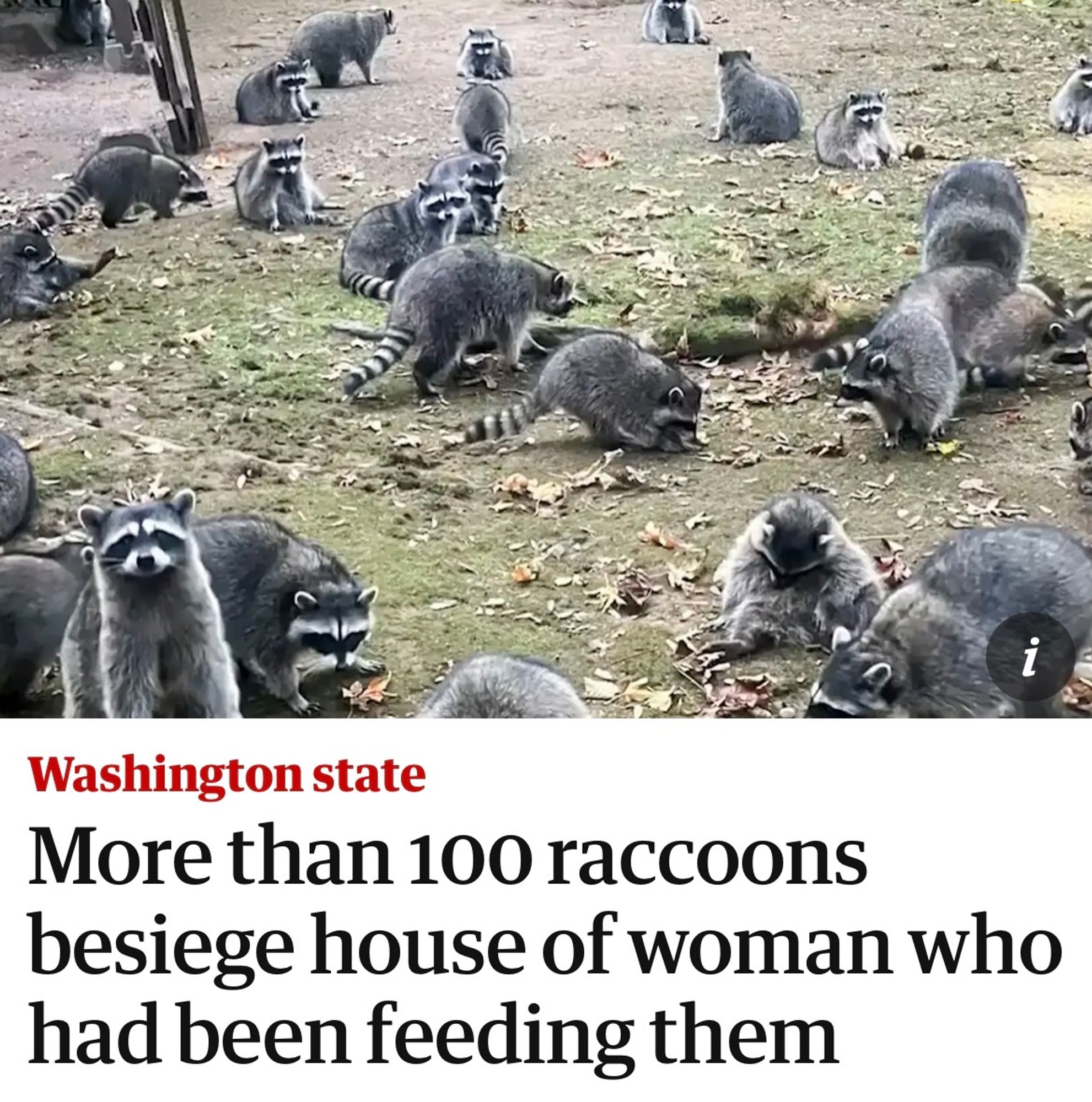 A news article about 100 raccoons surrounding a house. Pictured are many raccoons rambling through a yard. It is not relaxing