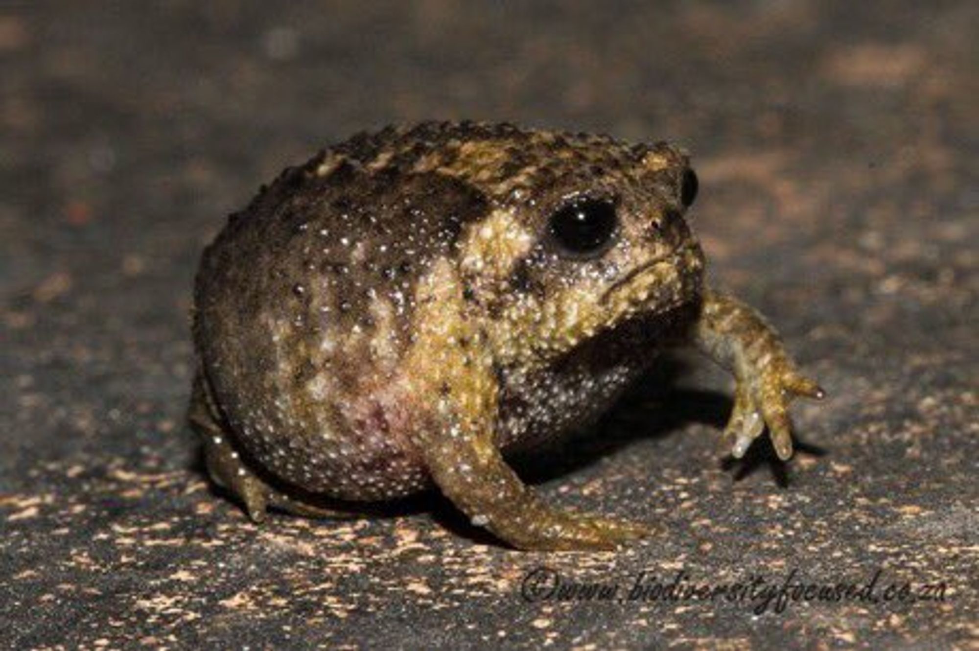 la grenouille toute moche qui ressemble à un kiwi avec un visage qui semble faire terriblement la gueule