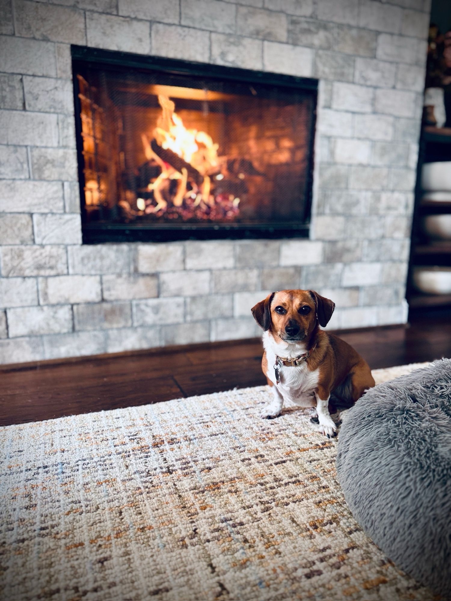 A dachshund sitting in front of a roaring fire.