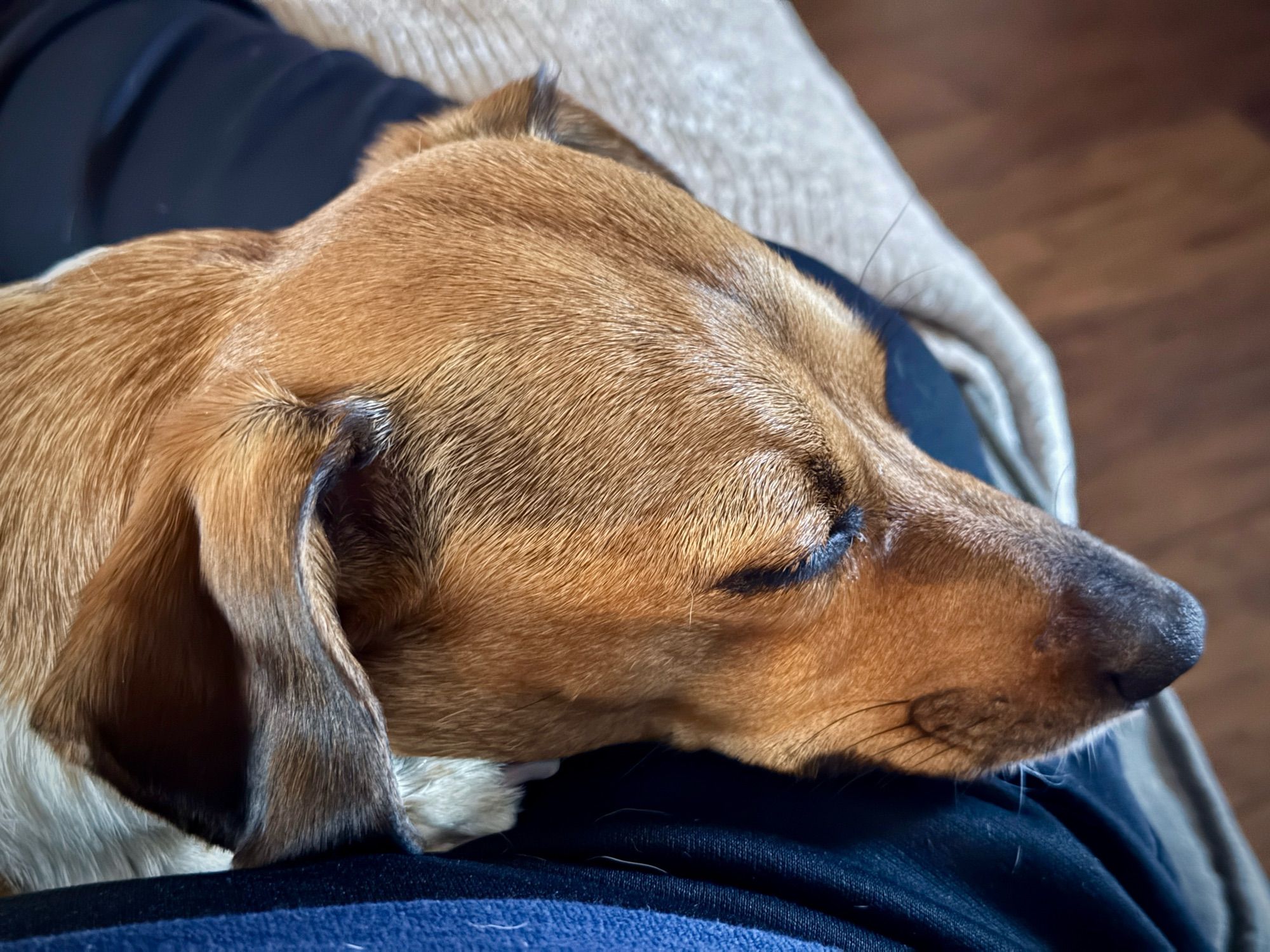 A close up of a dachshund taking a nap and resting her head on my leg.