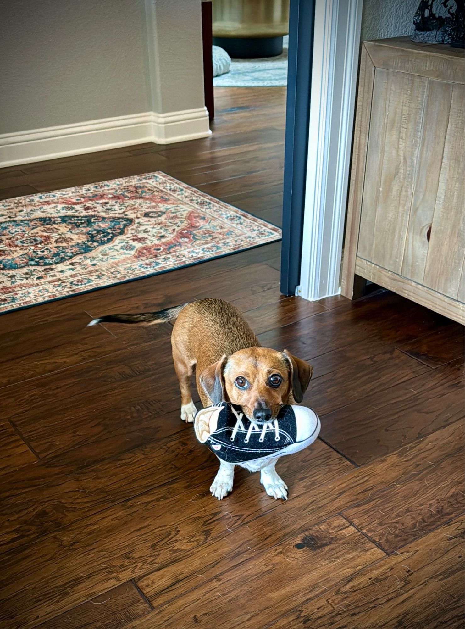 A dachshund standing in a doorway with a plush sneaker toy in her mouth.