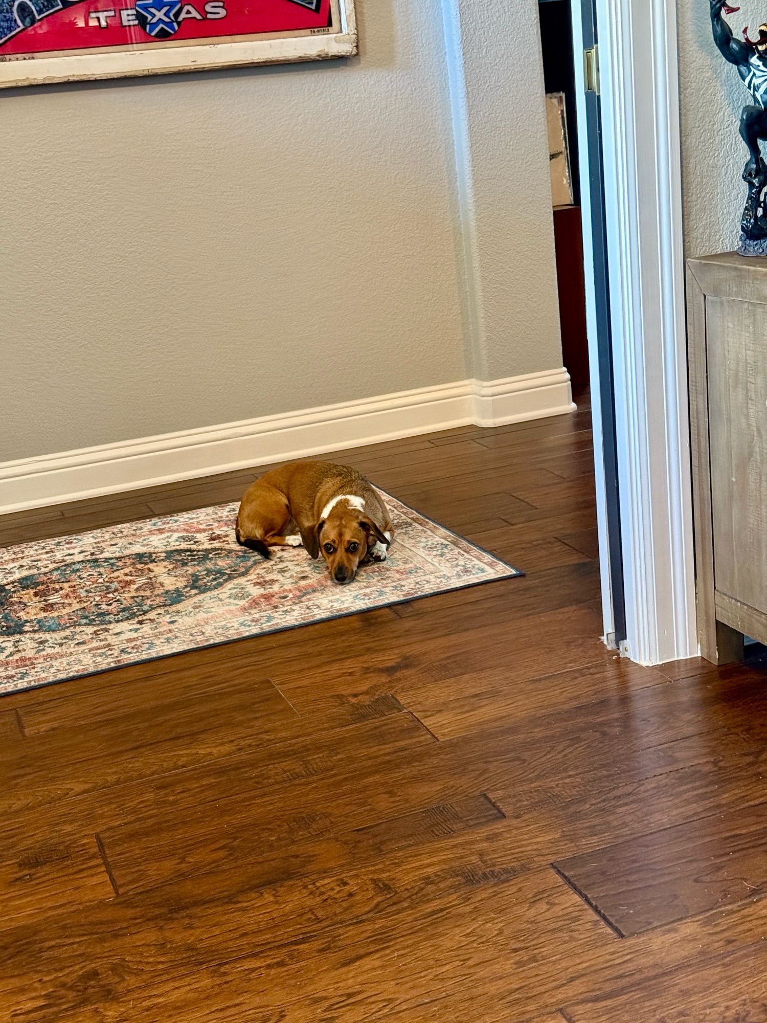 A mid shot of a dachshund laying on a carpet in a hallway looking into my office.