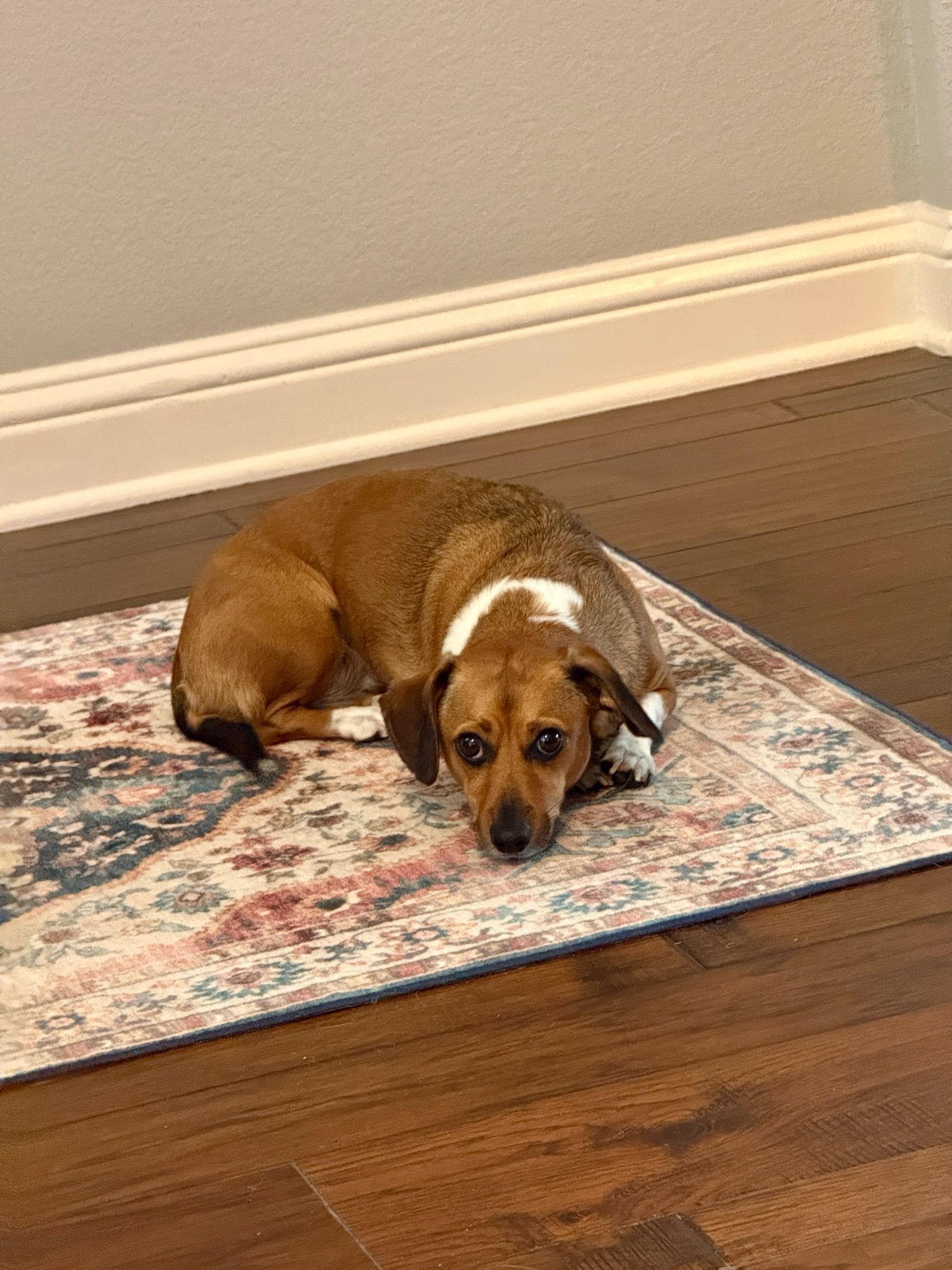 A close-up shot of a dachshund laying on a carpet in a hallway looking into my office.