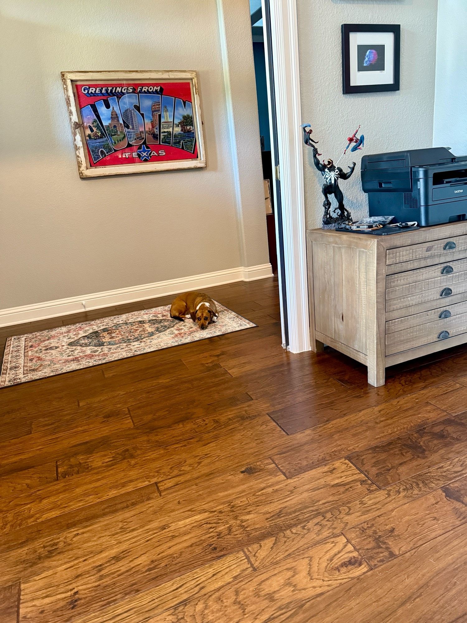 A wide shot of a dachshund laying on a carpet in a hallway looking into my office.