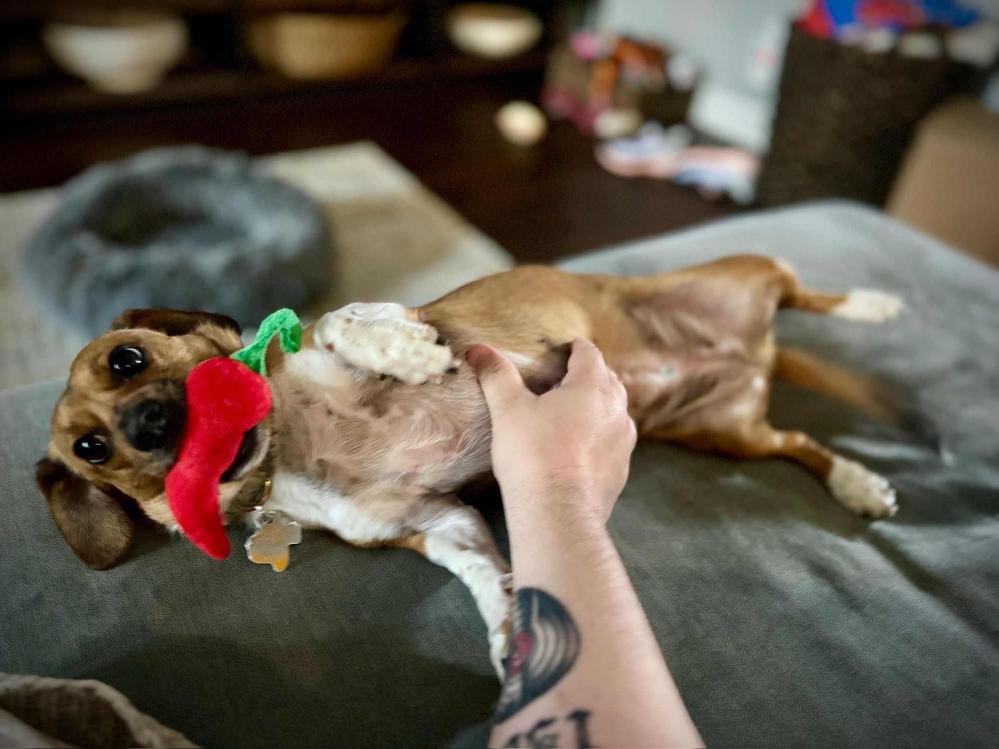 A dachshund with a red chili pepper in her mouth, laying on her side getting belly rubs by a tattooed arm.