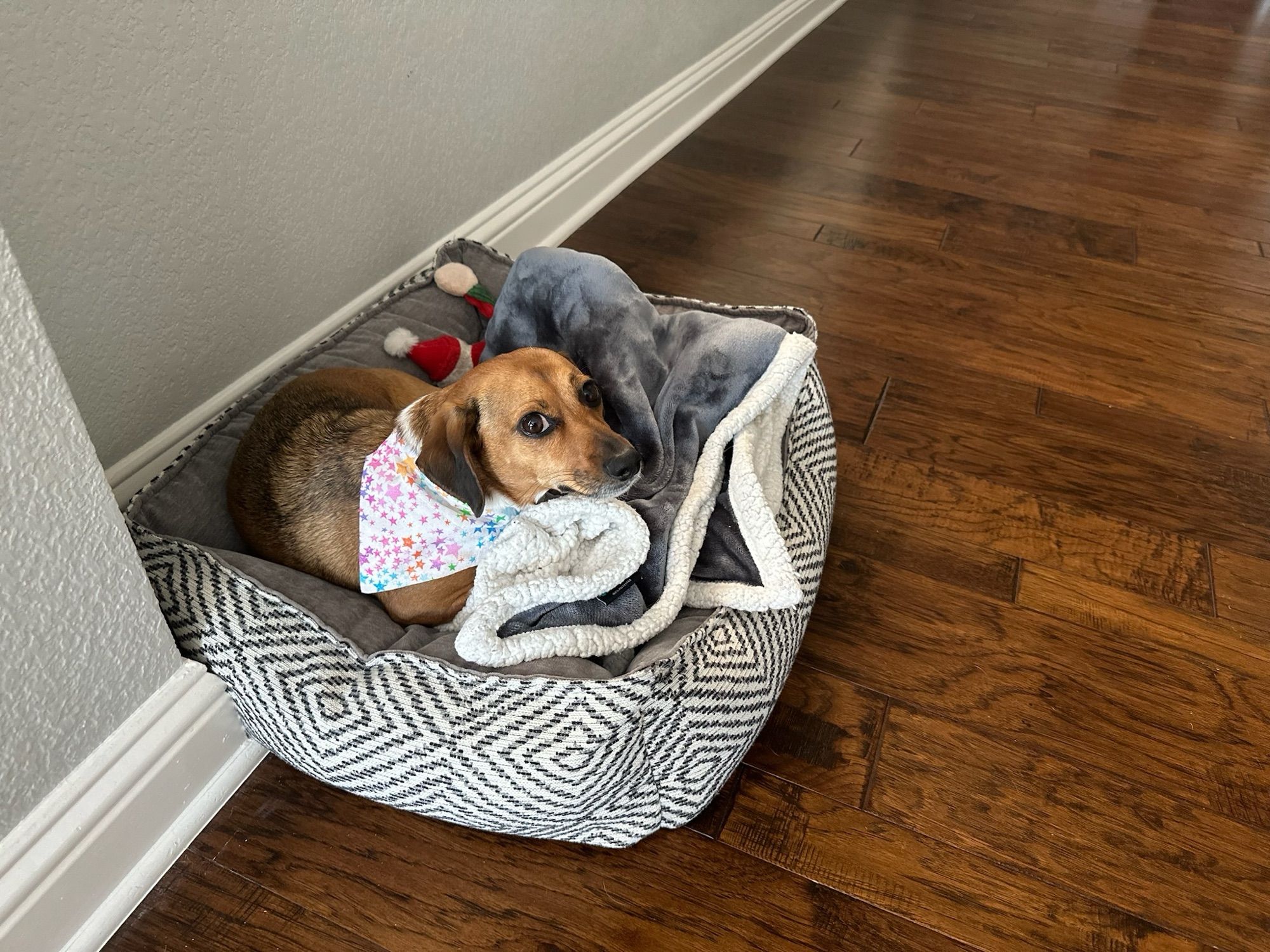 A dachshund laying in a plush dog bed with dog toys and a blanket.