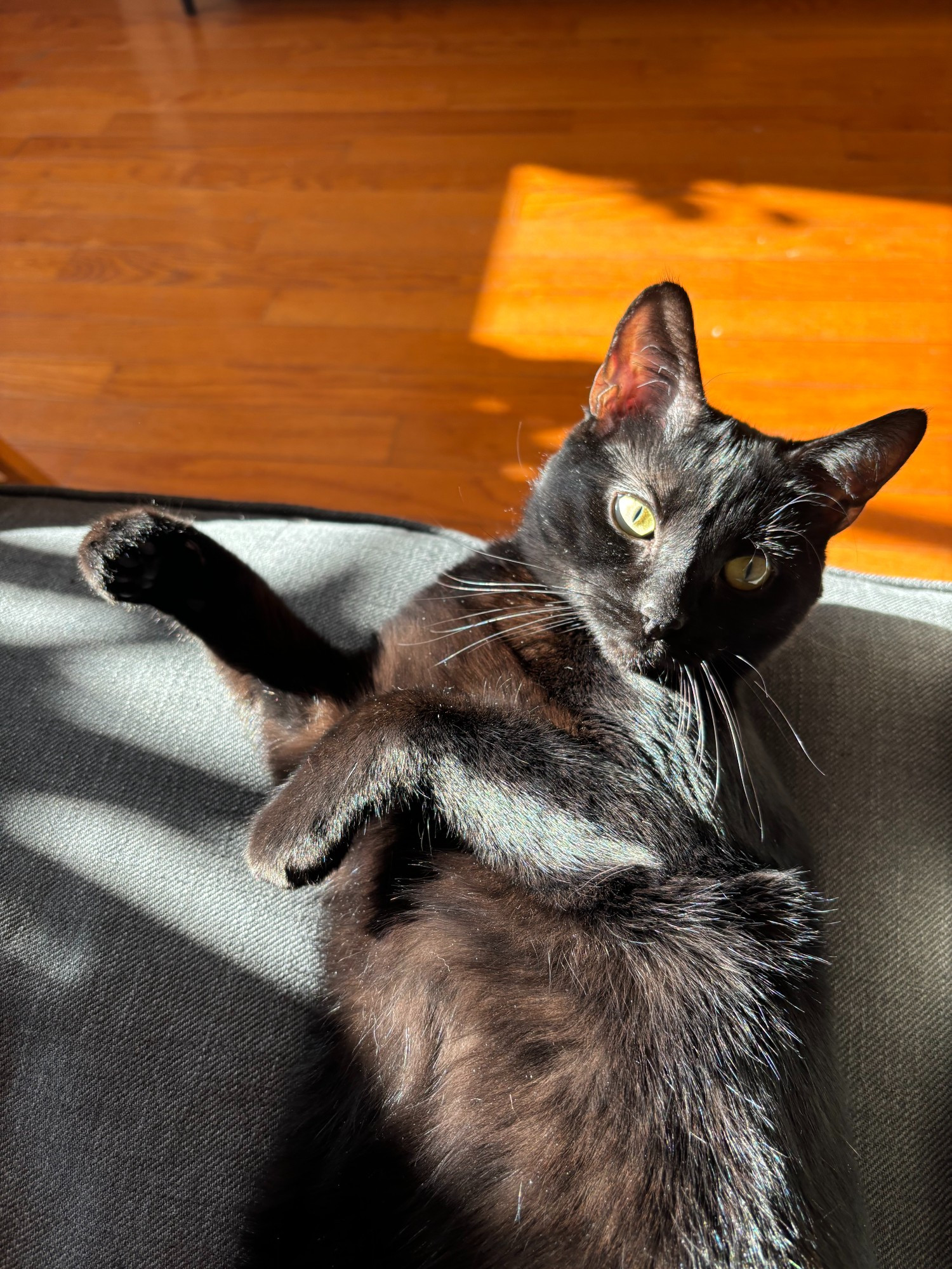 A small black cat (head and torso only, rear paws not in the photo) lies on her back on on the edge of a couch with her paws in the air. She is bathed in sunlight, so you can see just how soft her belly fur is (even if you absolutely CANNOT touch it). 