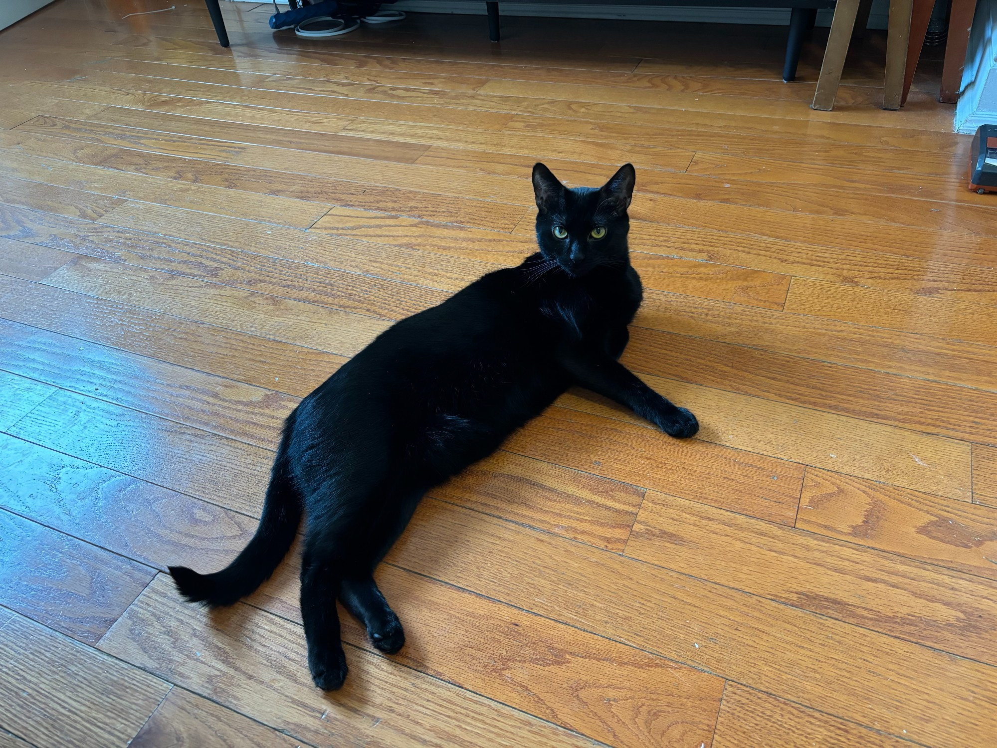 The same black cat lounging on a wooden floor, sans sunbeam. One front paw is tucked under her, but the others are visible. She is looking at the camera with a very judgy look on her face. 